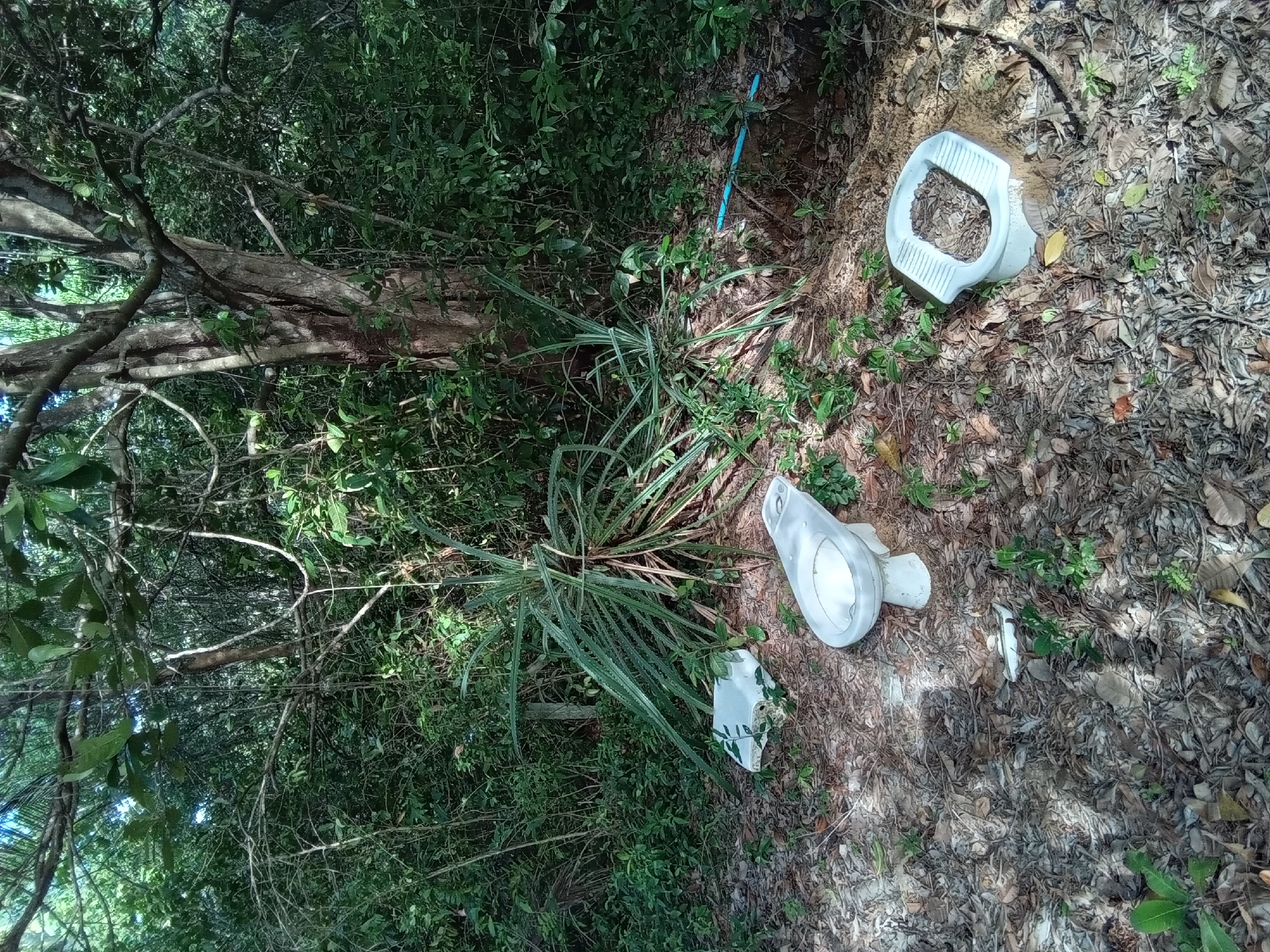 The image captures a ground-level view within a dense forested area in Ko Siboya, Thailand, characterized by the presence of discarded ceramic toilet fixtures. The ground is heavily blanketed with dry, fallen brown leaves, interspersed with patches of green undergrowth.
In the lower right quadrant, a white, Western-style squat toilet bowl is positioned upright, partially filled with leaf litter. To its left, in the lower center, a white Western-style toilet bowl (appearing to be the bowl component without a cistern) stands upright, containing a small amount of liquid or reflection. Further to the left, a broken white ceramic toilet cistern or similar component lies on its side amidst the leaves.
A large plant with long, spiky leaves dominates the mid-ground, slightly to the left of center. Dense green foliage, consisting of trees and shrubs, forms the background and extends across the scene. A prominent tree trunk is visible in the upper right, with its branches contributing to the overhead canopy. A segment of blue plastic piping is visible on the ground in the mid-right, extending into a slight depression. The lighting indicates an outdoor, partially shaded environment under natural daylight.
