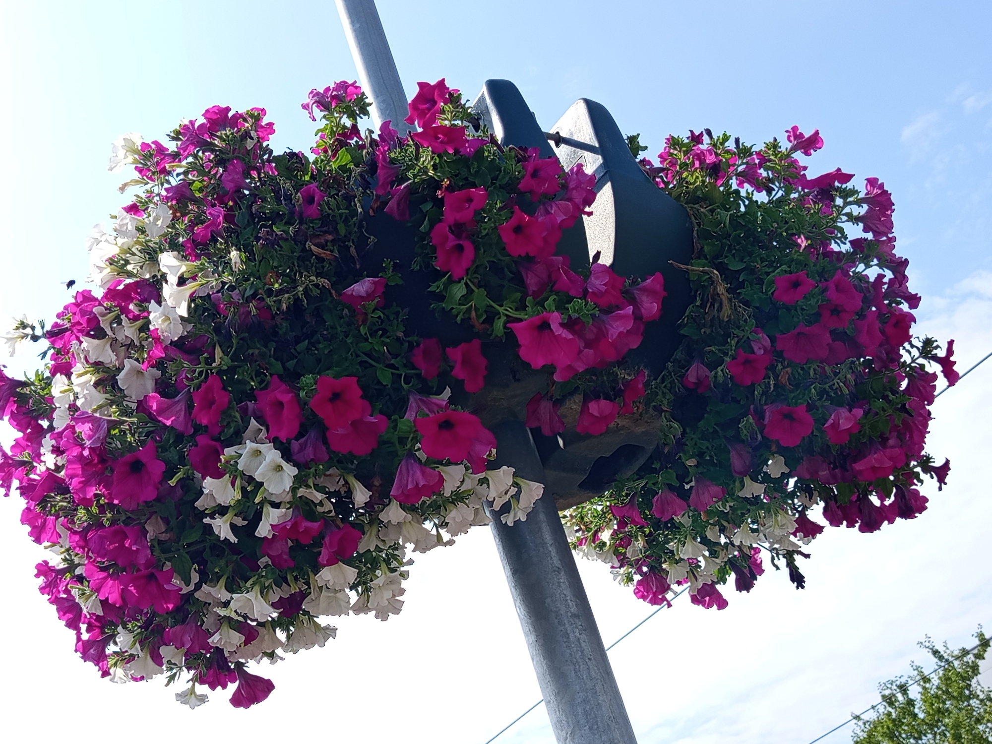 This image shows a hanging basket filled with petunias of varying colors, primarily pink and white, attached to a grey metal pole. The basket is overflowing with flowers, creating a lush and vibrant display. The background consists of a bright blue sky with some wispy clouds. The photograph appears to be taken from a low angle, looking upwards at the hanging basket. The setting is likely a public space, such as a street or park, given the presence of the pole and the scale of the arrangement. While the specific location in Brno, Czechia, cannot be determined from the image alone, the presence of such hanging baskets is common in many European cities to enhance urban aesthetics.