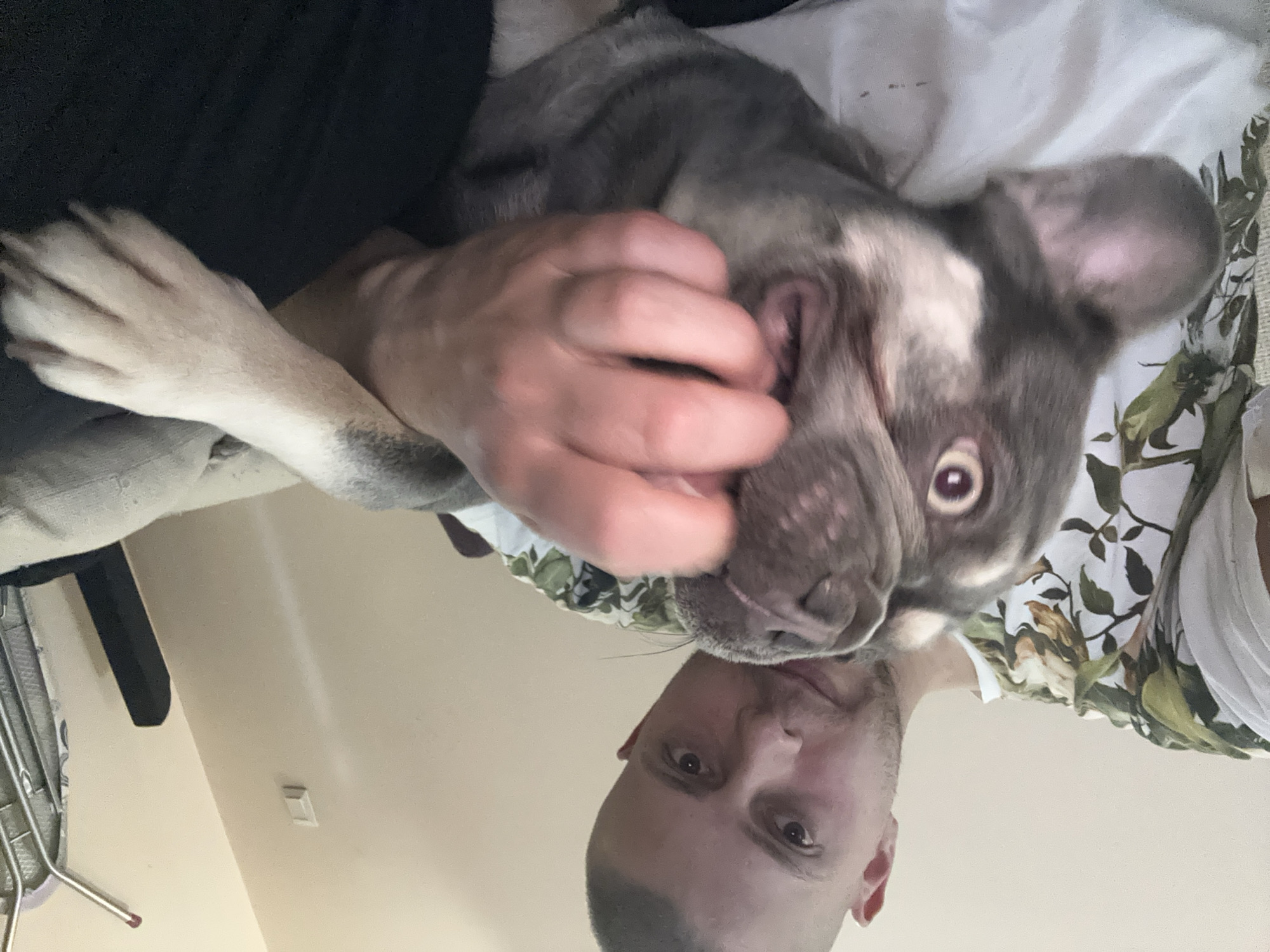 An eye-level shot captures a person and a dog in an intimate indoor setting, rotated 90 degrees counter-clockwise. A man with a shaved head and light skin is seen from the chest up, positioned towards the bottom of the frame with his head inverted. He wears a white shirt with a green and brown leafy pattern. His eyes are open, looking directly towards the viewer or the dog.
Close to the man's face and occupying the upper portion of the frame is a French Bulldog, likely of a blue merle or similar color, with greyish fur and lighter patches. The dog’s large ears and one dark eye are prominent. A human hand, presumably the man's, is gently placed near the dog's face or ear, suggesting an affectionate interaction like petting or cuddling. Another of the dog's paws is visible, resting on a dark surface or clothing.
The background shows parts of a room, including a plain cream-colored wall with a light switch. A metal object, possibly part of furniture like an ironing board or chair, is also partially visible on the left. The lighting appears to be ambient indoor light. There is no visible text in the image.