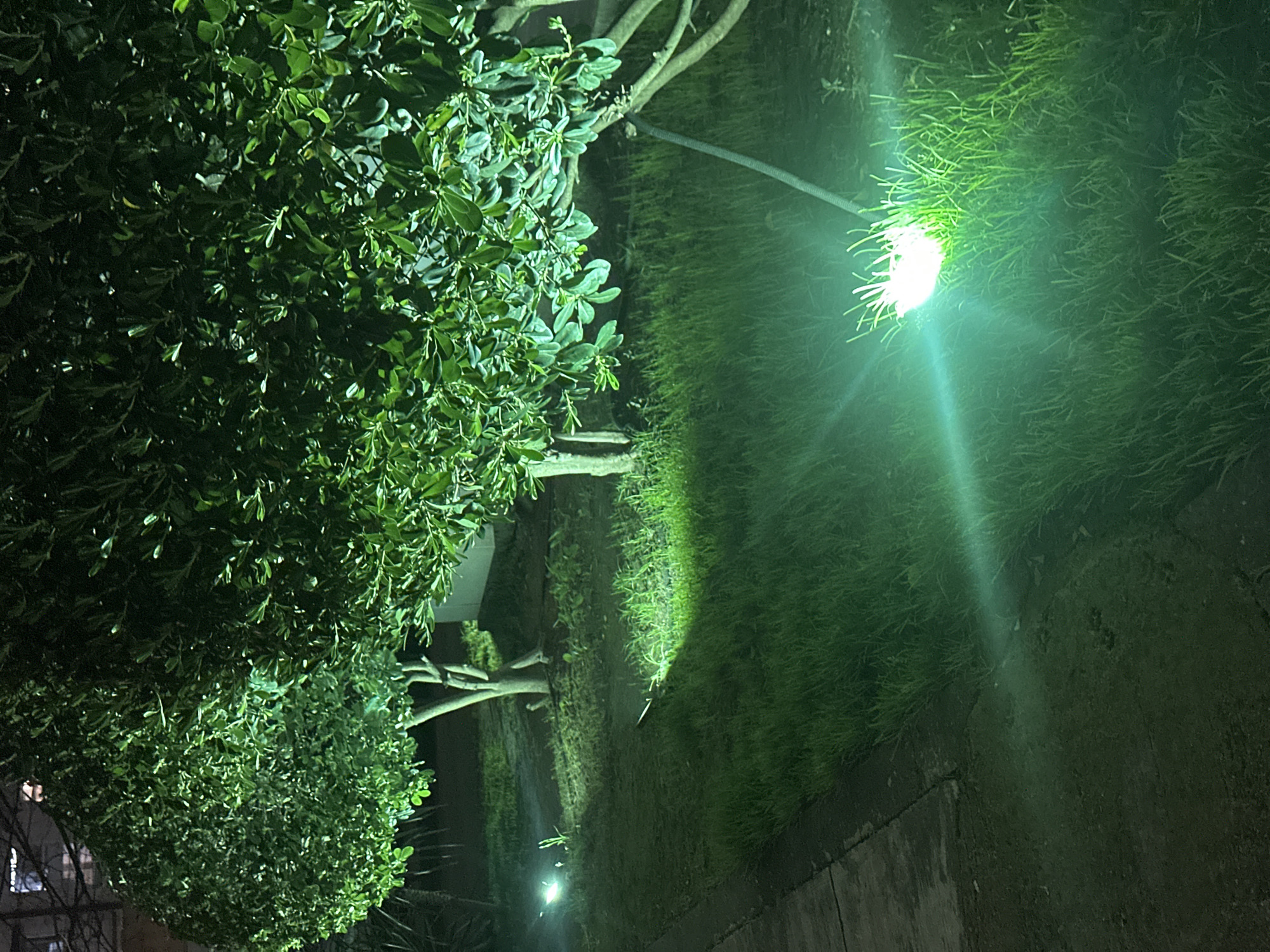The image depicts a night scene in Sochi, Russia, showing greenery under the illumination of a street lamp. The left side of the frame is dominated by a dense tree with small, green leaves. Grass and other ground cover are visible under the lamp's bright, green-tinted light. Concrete is visible in the lower-right corner, suggesting a sidewalk or path. No people are visible in the image.