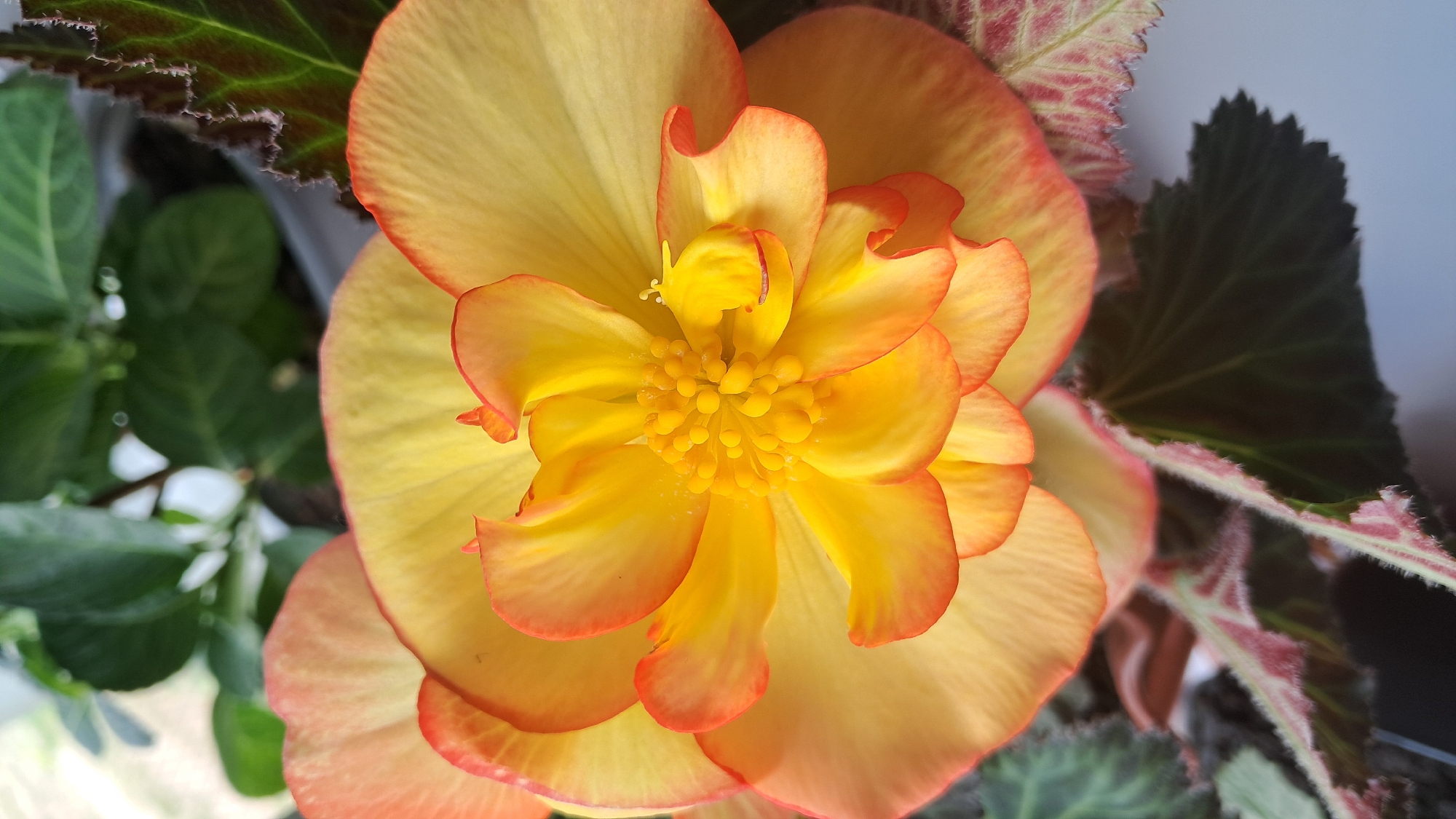 A close-up, top-down view of a begonia flower with yellow petals fading to orange at the edges. The center of the flower has a cluster of yellow stamens. The leaves of the plant are visible in the background and foreground, with some appearing dark green and others a reddish-green with fuzzy edges. The background is blurred and appears to be indoors with natural light coming from the left.
