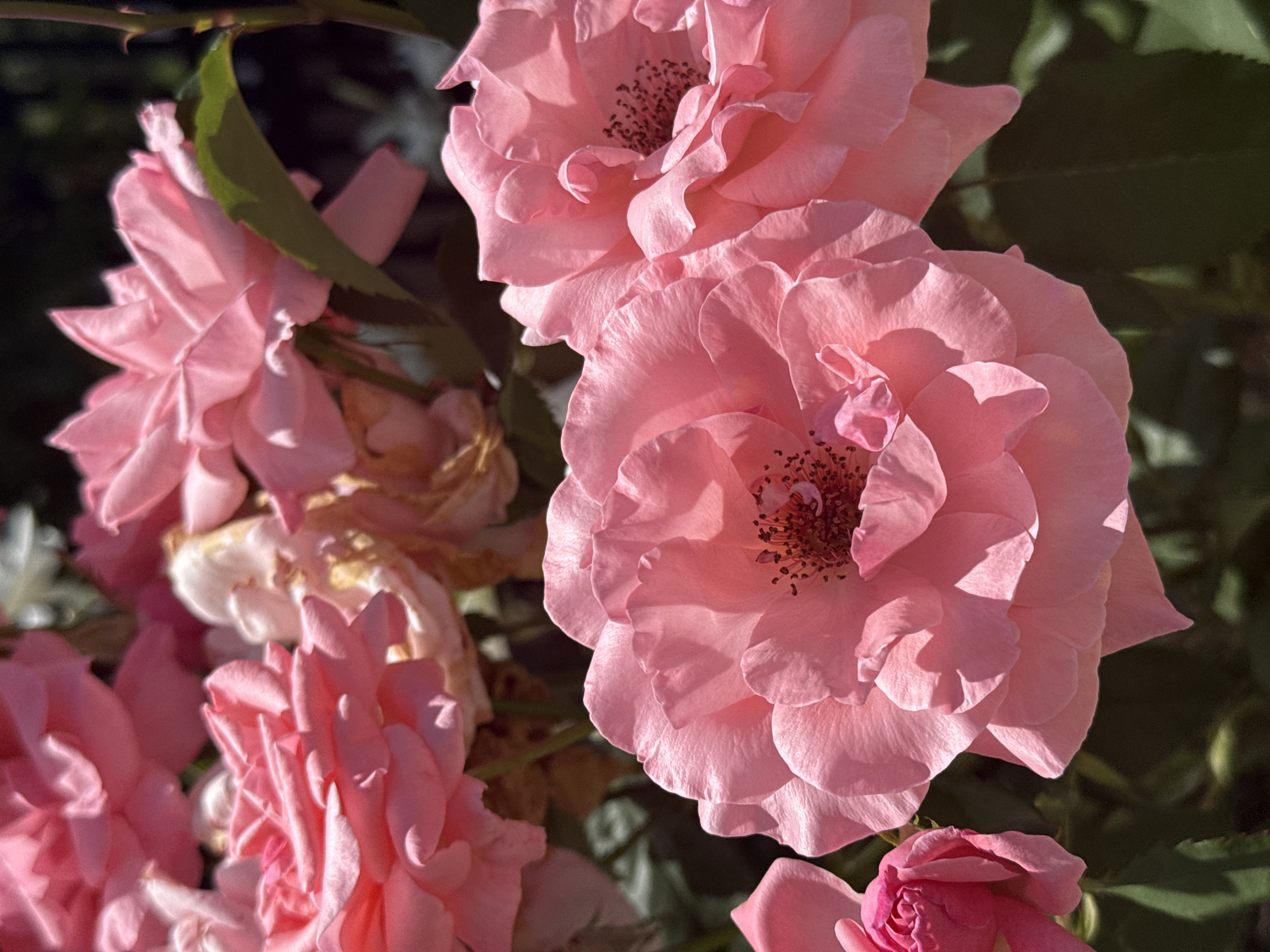 A close-up, overhead shot shows a cluster of bright pink roses in full bloom. The roses are the main focus, with their delicate petals unfurling in the sunlight, casting soft shadows on each other. The background is a blur of darker green foliage and hints of lighter-colored, possibly fading, blooms, creating a natural, garden setting. The image is devoid of any human presence or activity. The scene appears to be a natural outdoor environment, likely a rose garden. The location is specified as Rusokastro, Bulgaria.