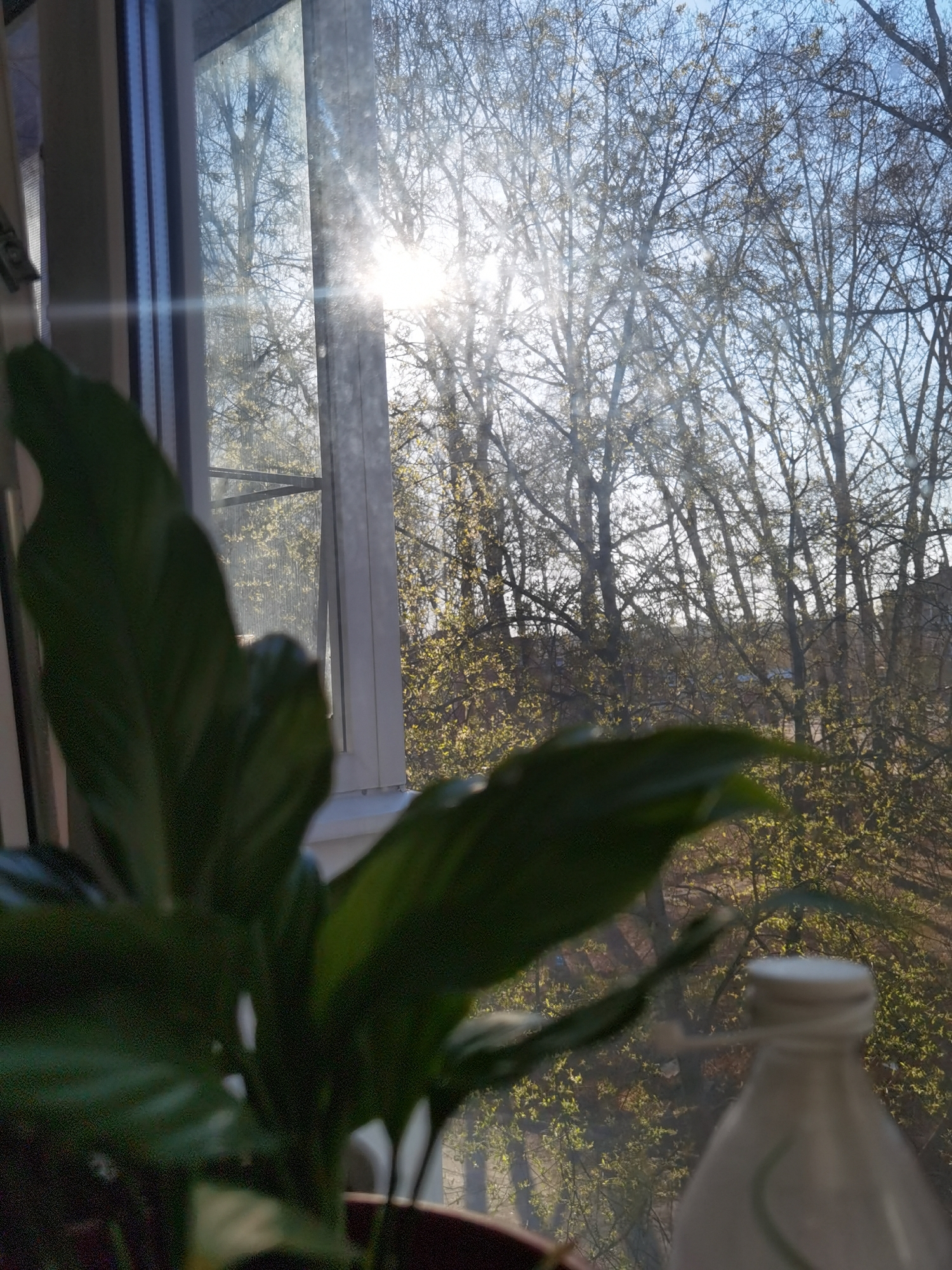 The image shows an indoor scene near a window, looking out at a tree-filled landscape. The sun shines brightly through the trees, creating a strong backlight. A leafy plant dominates the foreground, blurring some of the background. A partially visible white plastic bottle sits to the right of the plant. The scene is likely captured in the city of Chaikovsky, Russia, as specified in the prompt. The environment outside the window appears to be a park or wooded area with signs of early spring foliage. There are no people visible. The image presents a view from inside a building, focusing on nature and a domestic environment.