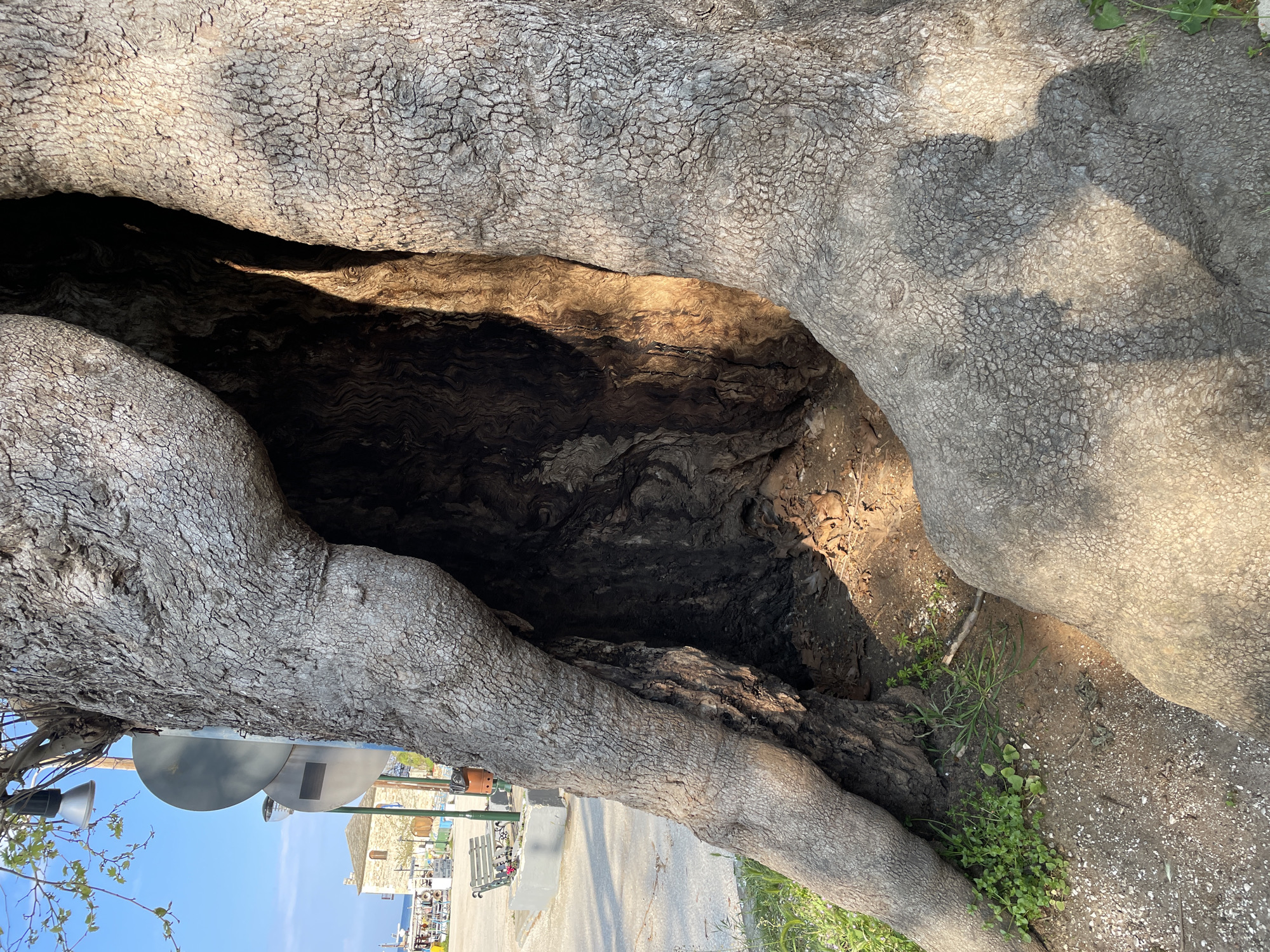 View of a large, hollow tree trunk with cracked bark, possibly an ancient olive tree, in Skala Potamias, Greece. The hollow interior is dark with textured wood. A view outside of the tree shows a glimpse of a street, some buildings, a light fixture, and a partial blue sky. Vegetation grows at the base of the tree.