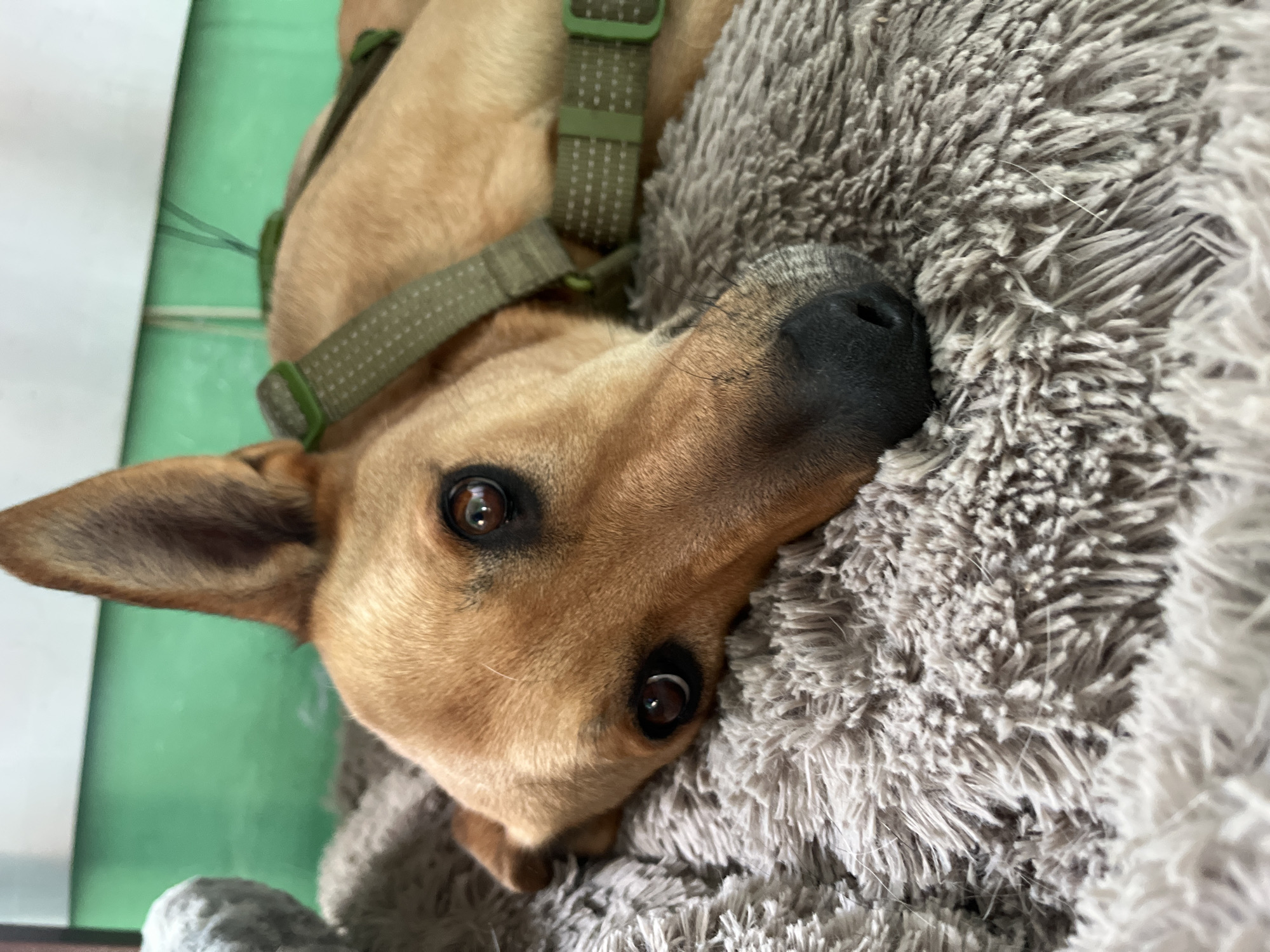 A close-up shot captures a tan dog resting its head on a fluffy gray blanket. The dog's eyes, dark and attentive, are directed towards the viewer. A green harness is visible around its neck and upper body. The background features a green wall. The image is taken indoors, likely in a domestic setting in Nizhny Tagil, Russia.