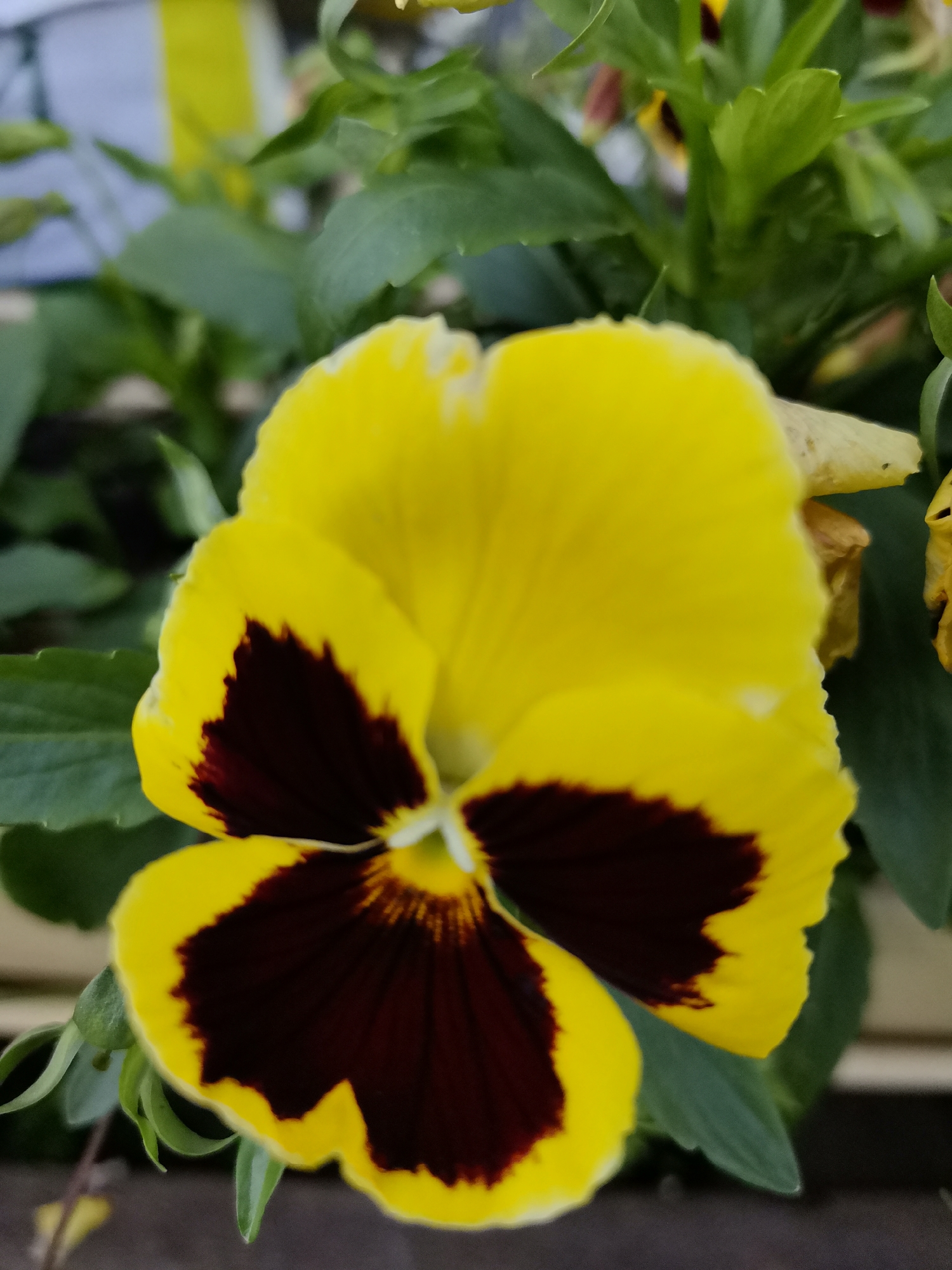 The image is a close-up, vertical shot of a vibrant yellow pansy with dark burgundy markings on its petals. The flower is in focus and dominates the foreground, with its petals gently unfurling. The burgundy coloration forms a heart-like shape in the center of the flower, extending outwards towards the edges of the lower petals. The upper petals are a bright, solid yellow with a slightly ruffled edge. Green foliage forms the background, providing a soft contrast to the flower's colors. The lighting suggests it is daytime, and the scene is likely outdoors, given the natural elements. There are no people or specific landmarks identifiable in the image. The image does not provide any information that would allow for the identification of its location within the city of Oryol, Russia.