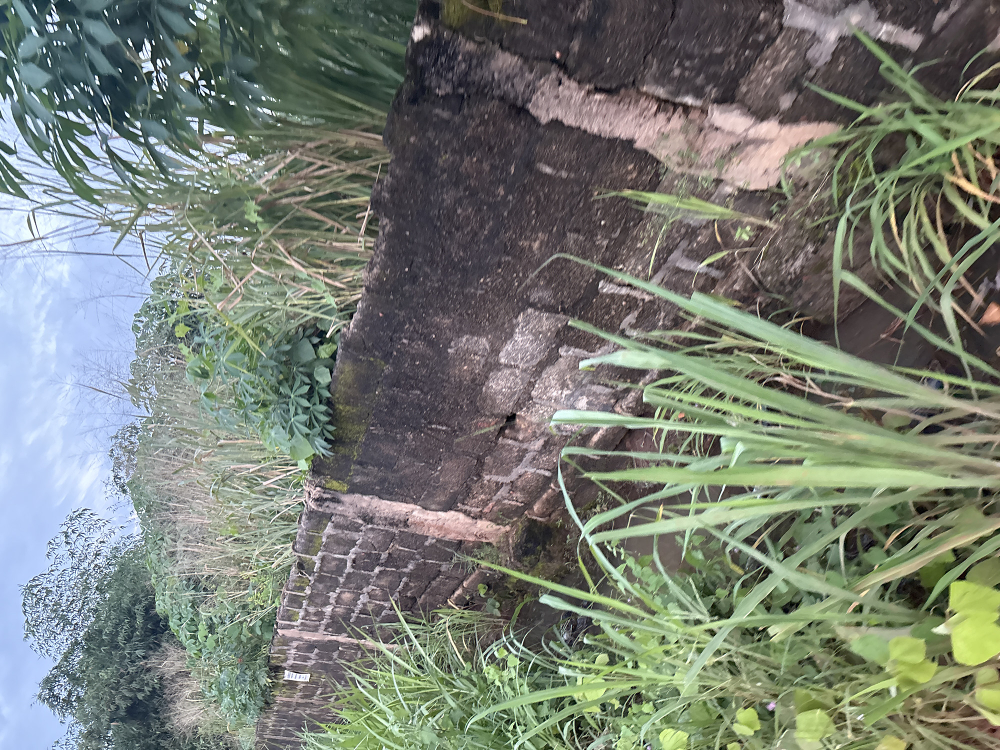 The image shows a weathered, dark brick wall bordering a lush green embankment. Tall, wild grasses and various green leafy plants grow densely on both sides of the wall, with some plants growing up and over the wall itself. The sky above is overcast with hints of blue. The scene is located on the outskirts of Obosi, Nigeria.