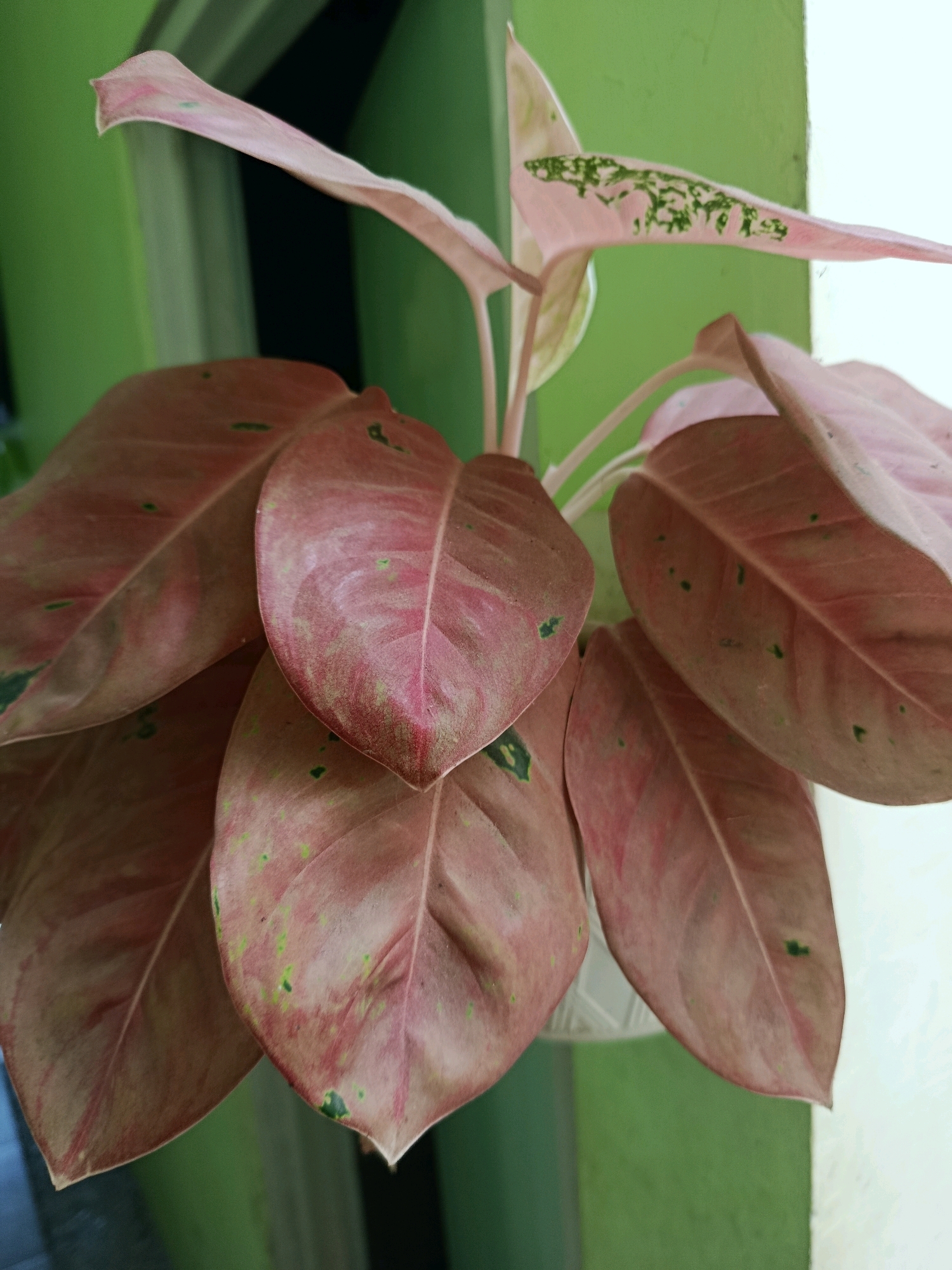 The image shows a close-up of a plant with large, reddish-pink leaves, some of which have faint green speckling. The plant is in a white pot, visible at the bottom center. The background consists of a bright green wall on the left and a lighter, possibly white or cream-colored surface on the right. The lighting suggests it might be daytime, with the light source from the right. The scene appears to be an outdoor or semi-outdoor setting. There are no people or animals present in the image. The plant is the sole subject. There is no identifiable information in the image to confirm its location in Jambearum, Indonesia, as this detail is not visually represented.