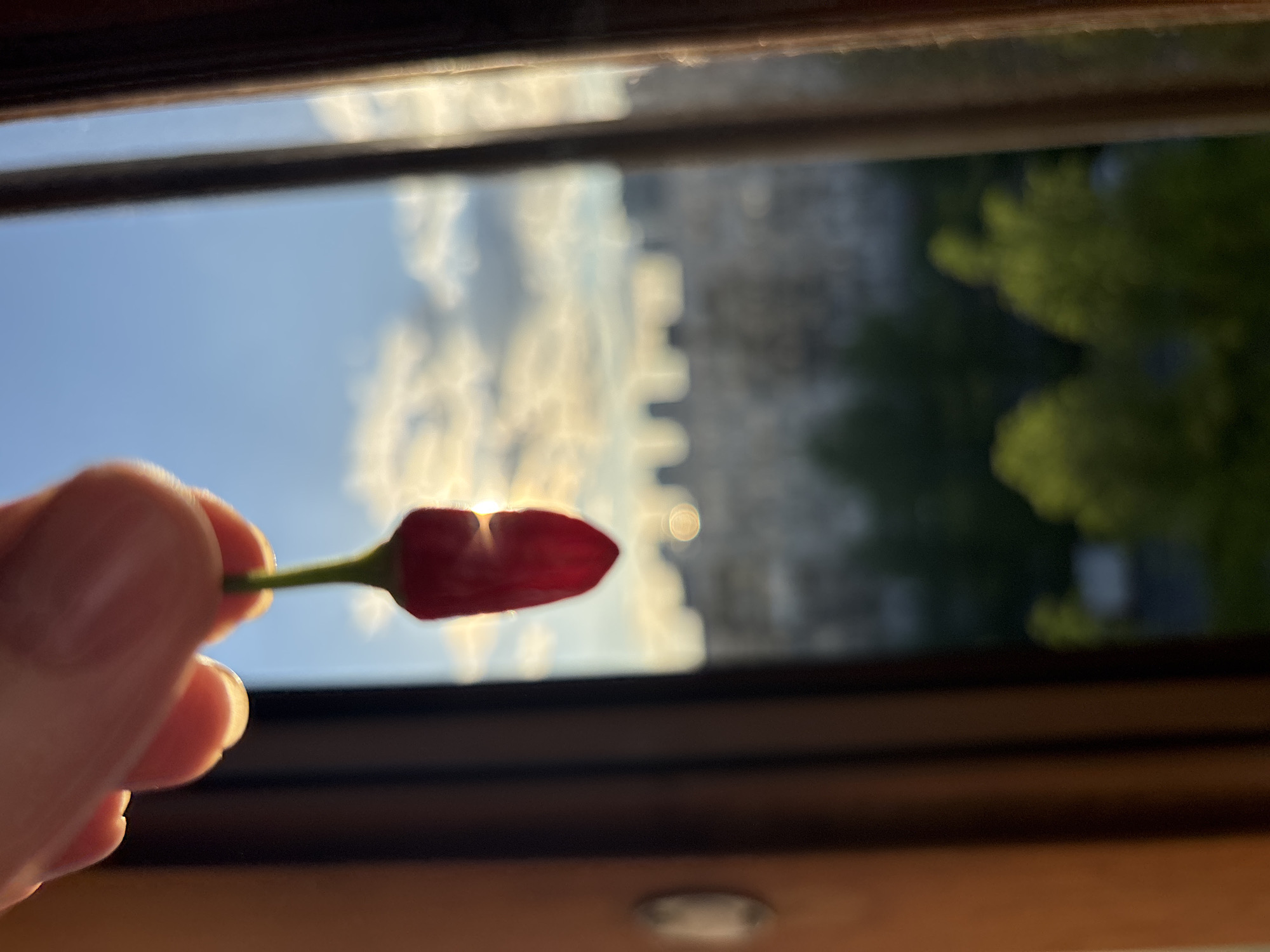 A hand holds a red chili pepper in front of an open window. The background shows a blurred cityscape under a blue sky with clouds, suggesting an urban setting. A tree is visible on the right side of the frame. The location is Unknown, Unknown. The window frame is wooden.