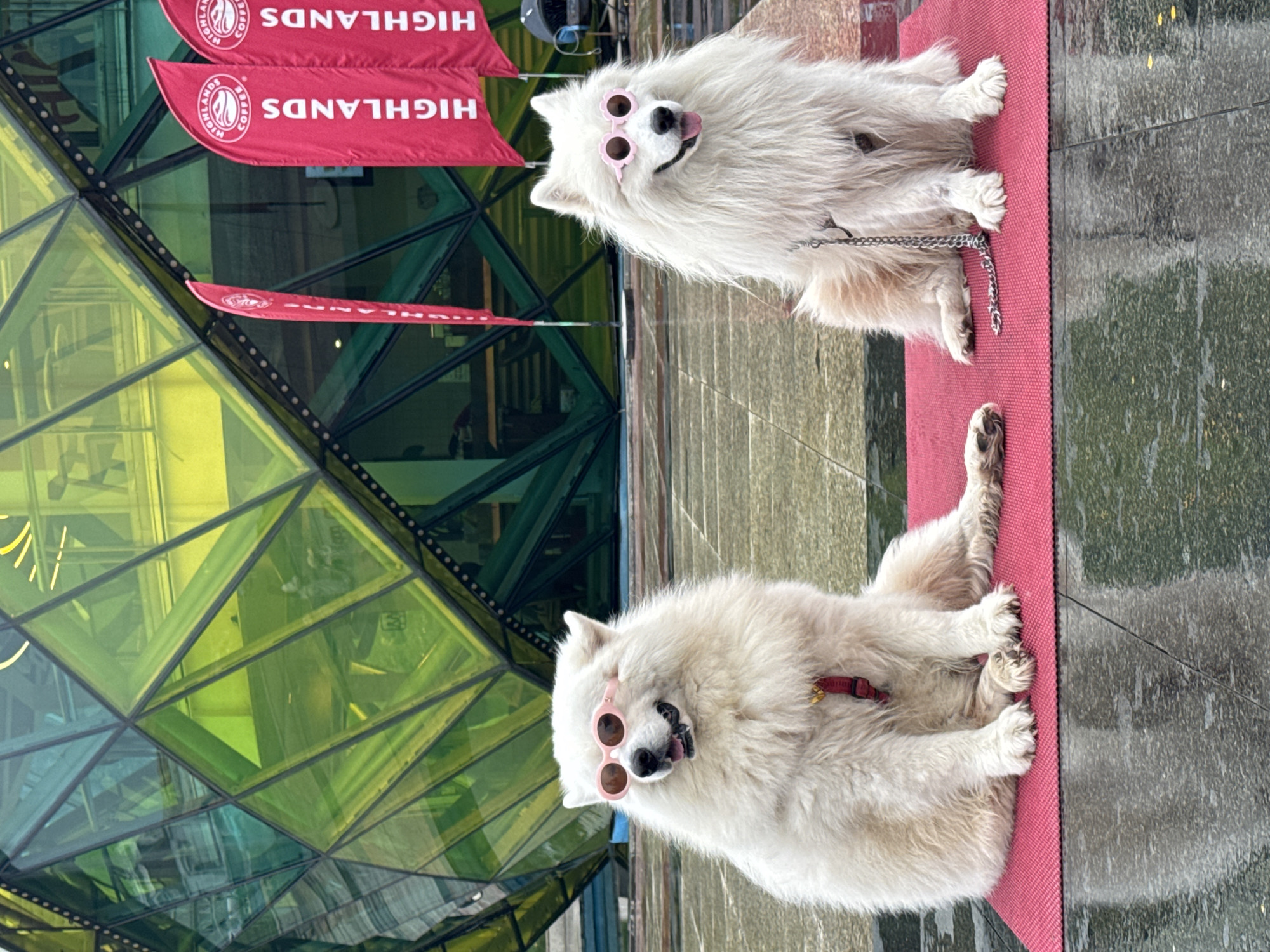 Two fluffy white dogs wearing pink sunglasses sit on a pink mat outside a modern building with geometric glass panels, possibly in Da Lat, Vietnam. Red banners with the word "HIGHLANDS" are visible on the building. The ground appears to be wet or reflective, and the building's architecture is distinctive. The dogs are the primary focus, with one sitting and the other lying down.