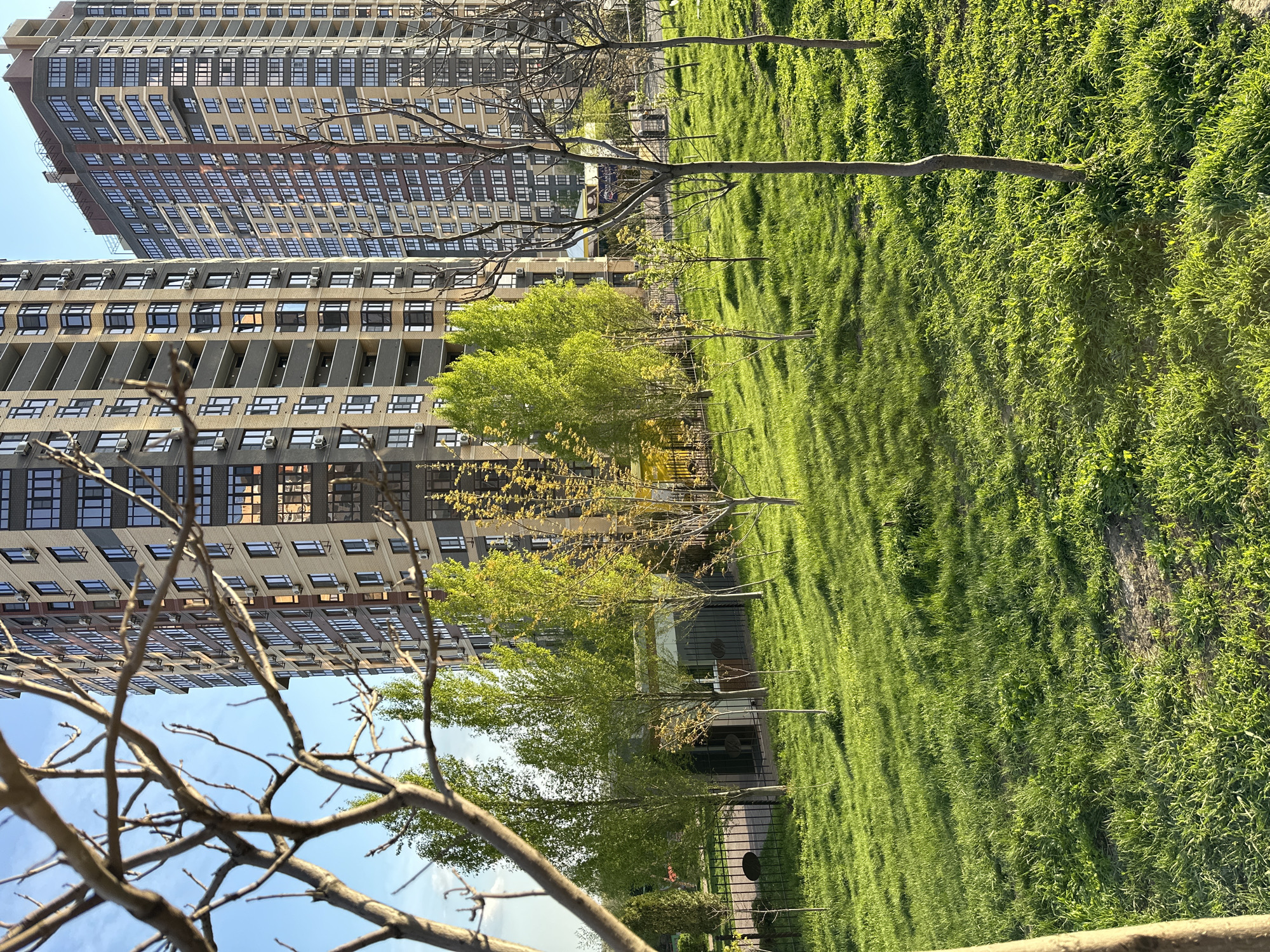The image depicts a green grassy area in what appears to be a park or open space in an urban environment. A modern high-rise building stands adjacent to this area, with multiple rows of windows visible. Several young trees, some with spring foliage, are scattered across the grassy space. Some bare tree branches are visible in the foreground, suggesting early spring or late autumn. The scene is bathed in sunlight, casting shadows on the grass. The location is Ovoshchnoy, Russia. There are no people visible in the image. The building's architecture is characterized by a repetitive window pattern and a combination of beige, brown, and grey exterior colors.