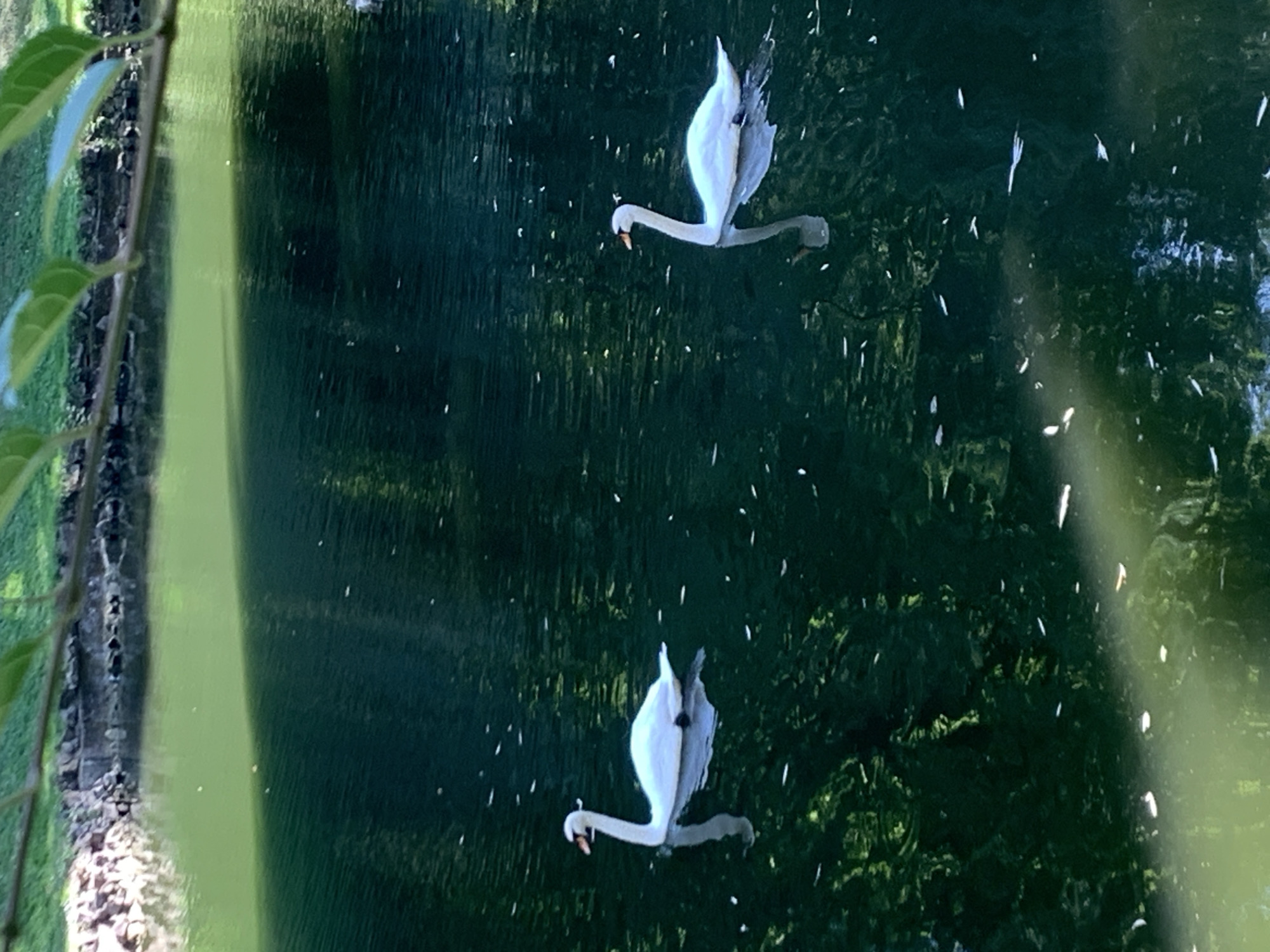 Two white swans are swimming in a dark green body of water. The water is reflective, showing the dark green of the trees and greenery on the banks, as well as some dappled sunlight. The swans are positioned at different distances from the viewer, with one slightly closer to the left side of the frame and the other slightly further to the right. Both swans are facing left. The swan on the left is closer to the viewer and appears to be slightly angled towards the right. The swan on the right is further away and is facing directly to the left. There are small white specks on the surface of the water, which appear to be fallen leaves or petals. In the background, there is a bank with rocks and greenery, and some tree branches with green leaves hang over the water from the top of the frame. The image appears to be taken outdoors during daylight. The location in Lviv, Ukraine is not discernible from the image itself.