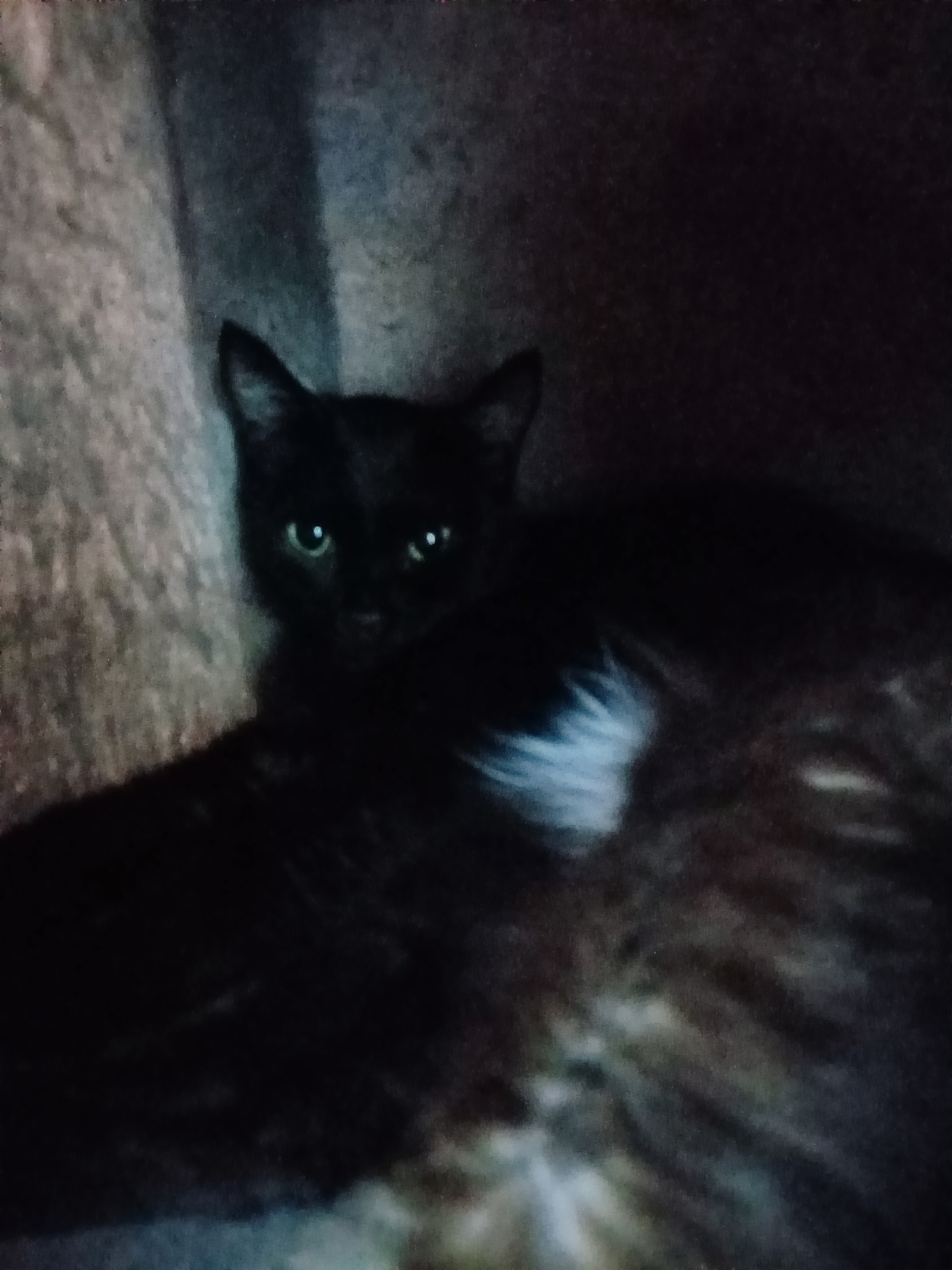 The image shows a black cat with green eyes looking towards the camera. The cat appears to be in a dark, indoor setting, possibly a home. There is a textured surface behind the cat, which could be a piece of furniture or a wall. A portion of another cat, with darker fur and some lighter markings, is visible in the foreground, suggesting that the black cat is lying on top of or next to another feline. The image is low resolution and grainy, making it difficult to discern fine details. There is no information in the image that would indicate a specific location in Almaty, Kazakhstan.
