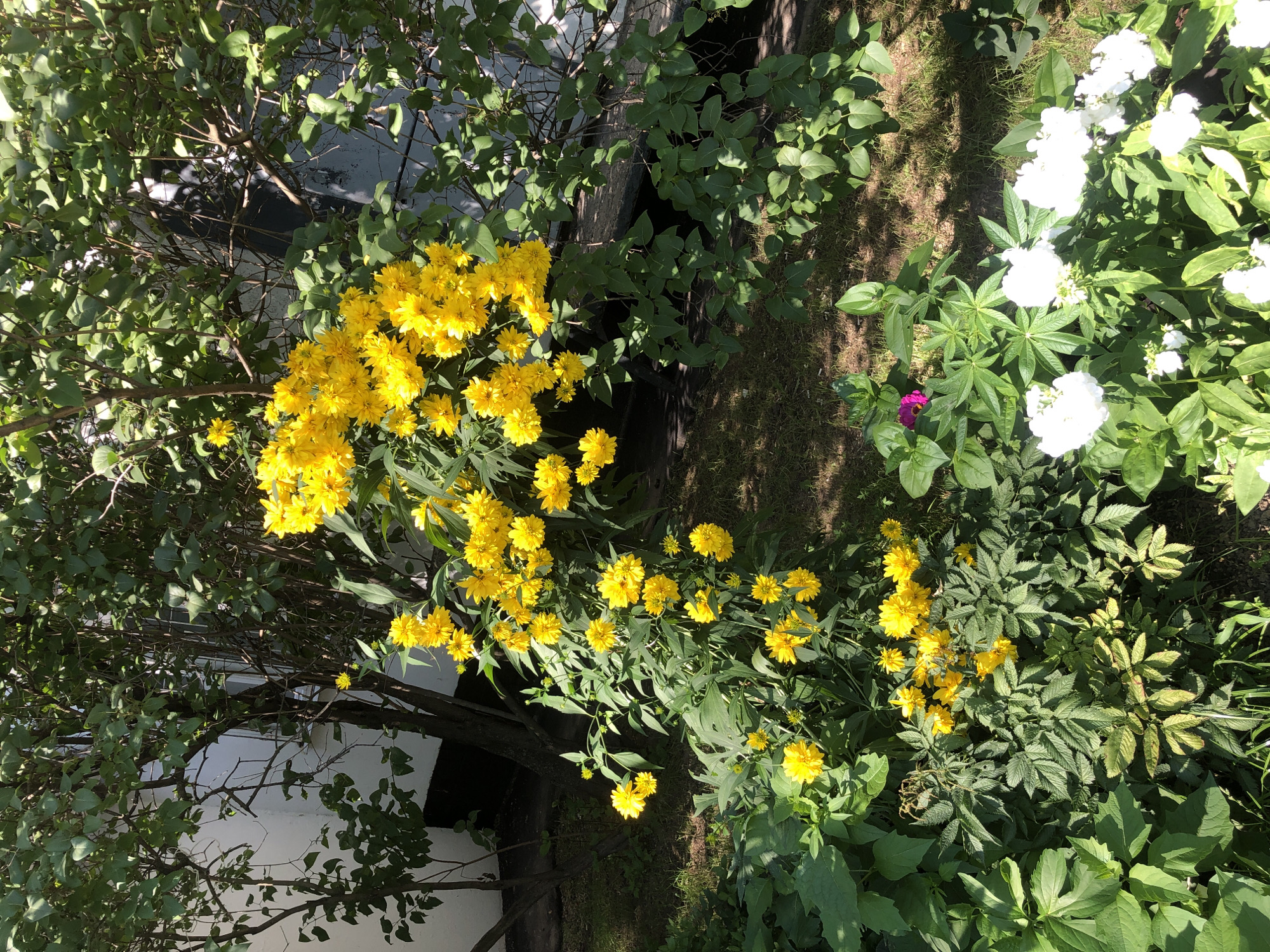 In Moscow, Russia, a bright, sunlit outdoor scene is captured, likely in a garden or yard. The foreground is dominated by a dense collection of verdant foliage and vibrant yellow flowers, which appear to be a type of decorative spherical chrysanthemum. These flowers are clustered on tall stalks, some reaching up to a substantial bush with green leaves, suggesting a well-established planting. Interspersed among the yellow blooms are smaller white flowers, clustered in groups, and a single, vivid magenta flower. The ground is covered with a mix of grass and dry earth. In the background, a large tree with dark bark and green leaves provides shade. Behind the foliage and flowers, a white building with dark accents is partially visible, with some of its architectural details obscured by the vegetation. The overall impression is of a flourishing, natural setting bathed in natural light.