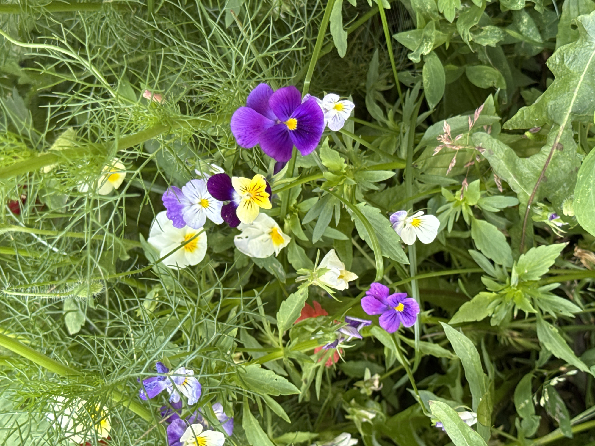 In the city of Urazovo, Russia, this image captures a close-up view of an outdoor garden bed overflowing with a variety of blooming pansies. The vibrant flowers are the central focus, showcasing a spectrum of colors including deep purples, bright whites with yellow centers, and some with purple and white bi-color petals. They are nestled amongst lush green foliage, with delicate, feathery leaves and thicker, broader leaves contributing to the dense ground cover. The lighting suggests it is daytime, with the sun illuminating the flowers and leaves. There are no people or animals visible in the frame. The overall impression is one of a flourishing and well-maintained garden.