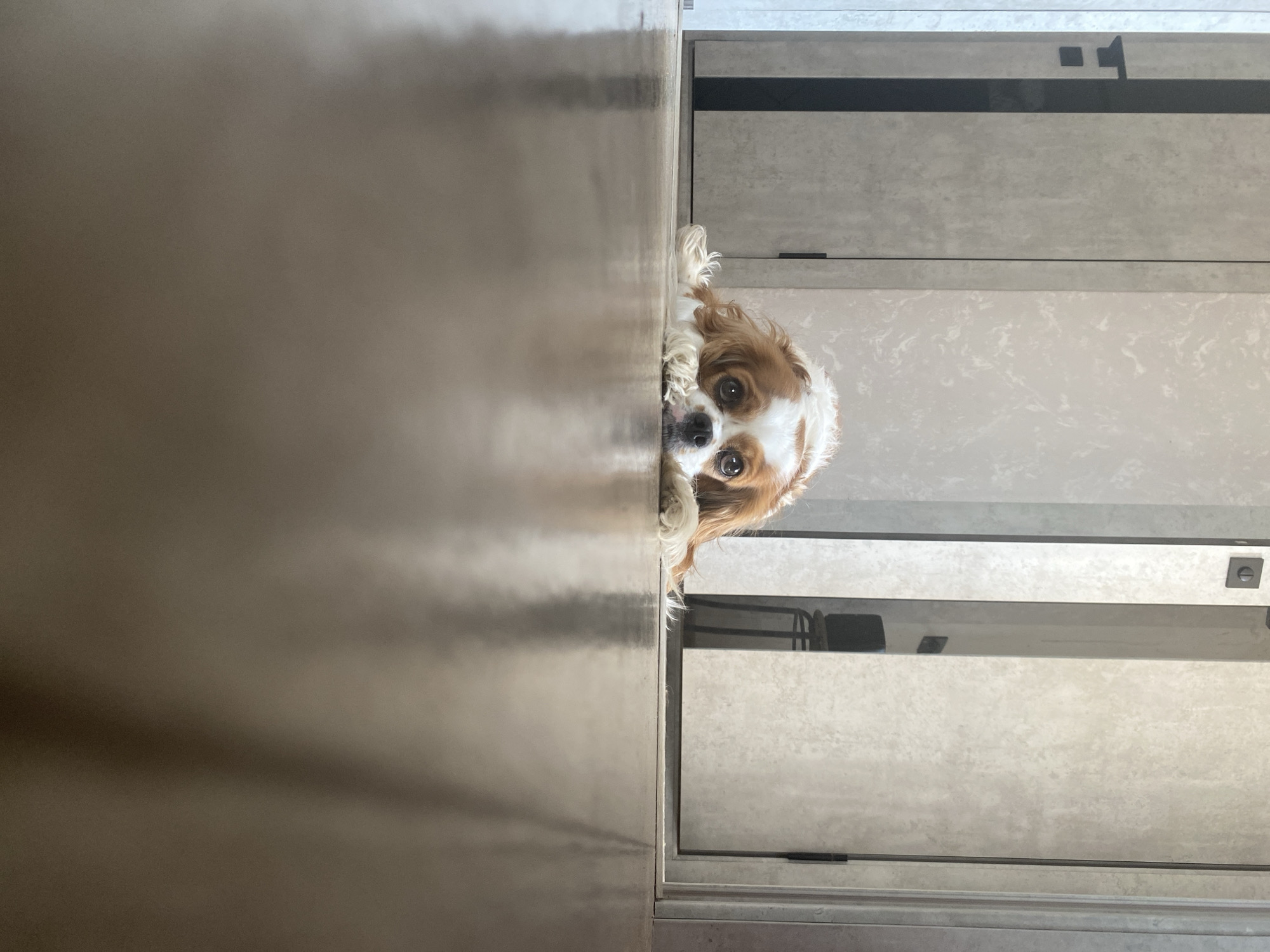 A Cavalier King Charles Spaniel dog lies on a shiny, reflective wooden floor in a dimly lit hallway. The dog is looking directly at the camera with its head resting on its paws. The dog has brown and white fur and large, dark eyes. Behind the dog, there are two closed doors with a mottled grey and white texture, and a third door further in the background is slightly ajar, revealing a glimpse of a chair and a wall. The lighting is dim, casting reflections on the floor and creating shadows.