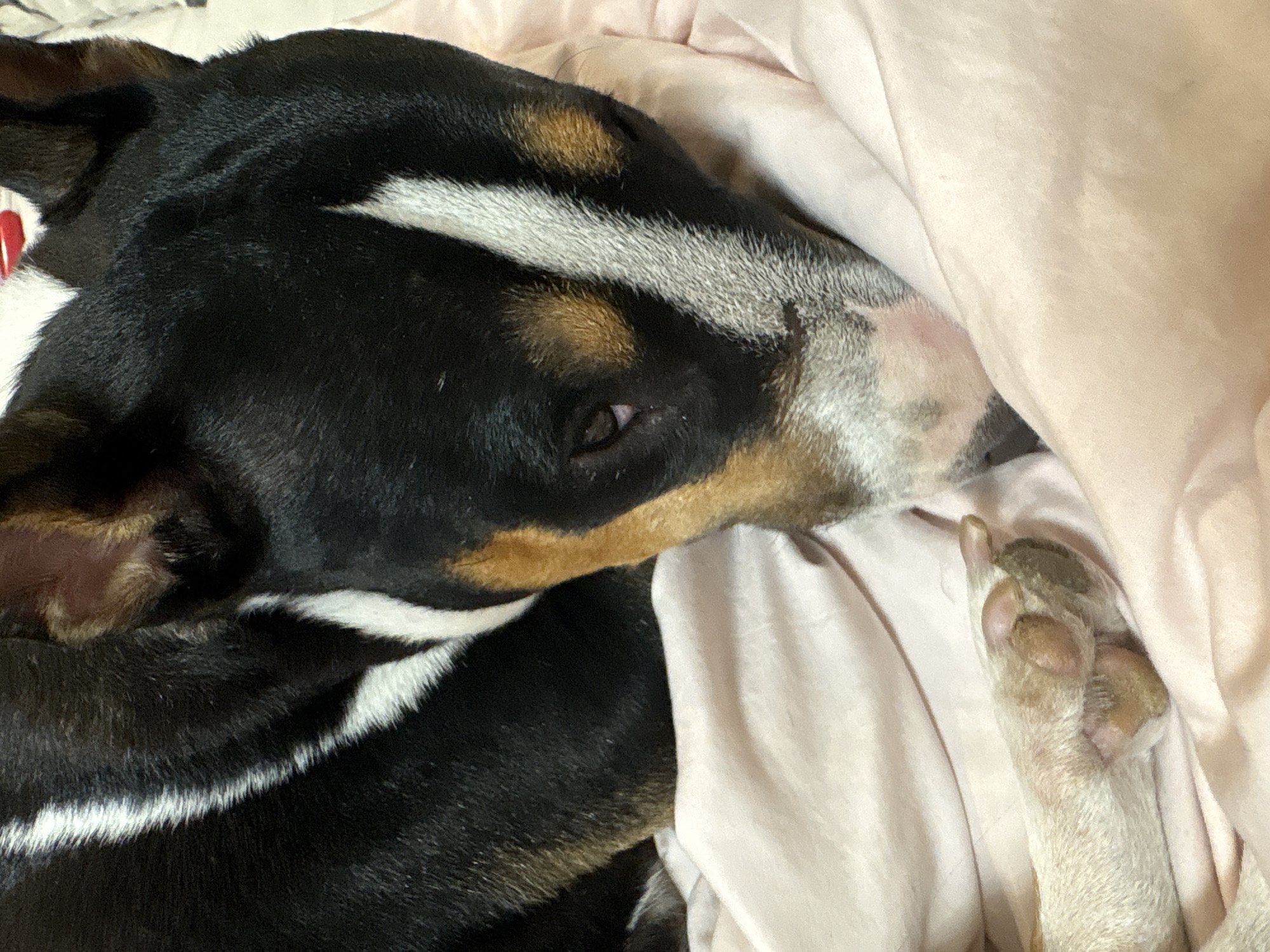 A black, white, and tan dog is resting on a light pink blanket. The dog's head is down, and its eyes are partially closed. Its front paw is visible in the lower left corner of the image, resting on the blanket. The dog's fur is short and smooth. The background is a soft, blurred pink blanket. The scene is indoors, with soft lighting. There are no people or other animals visible. The location is not discernible from the image.