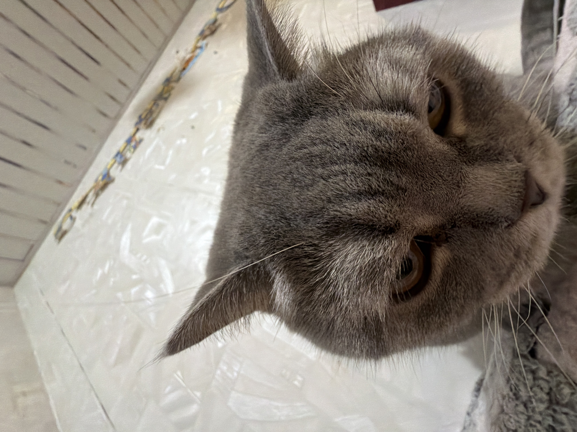 A close-up, rotated portrait captures the head of a grey cat, likely a British Shorthair, looking intently towards the right side of the frame. The cat's face is prominent, featuring thick, dense grey fur, large, striking amber-brown eyes, and long, delicate white whiskers that fan out from its muzzle. Its ears are perked and alert. The cat's expression appears calm and contemplative.
The background indicates an indoor setting. Below and to the left of the cat, there is a light-colored, somewhat crinkled surface that resembles plastic sheeting or a thin, textured fabric. Further to the upper left, a light-colored wall or paneling with faint horizontal dark lines is visible. A blurry, colorful object or pattern, possibly a toy, can be seen along the junction of these background elements.
The image is brightly lit with diffused lighting, accentuating the texture of the cat's fur and the warmth of its eye color. No specific time of day is discernible, but the lighting suggests a well-lit indoor environment. There is no visible text. This media file was captured in Perm, Russia.