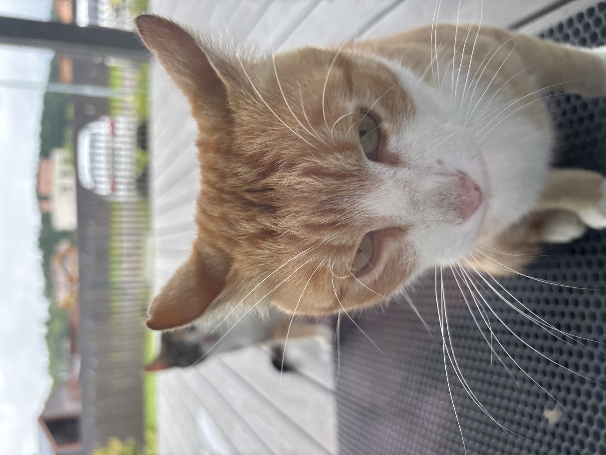 An orange and white cat with green eyes is in the foreground, looking down with its whiskers spread. The cat is sitting on a dark grey mat. In the background, another cat with grey and white fur is out of focus. They are on a wooden deck, with a wooden fence and some buildings visible behind it. The sky is overcast. This appears to be an outdoor scene in Zvenigorod, Russia.