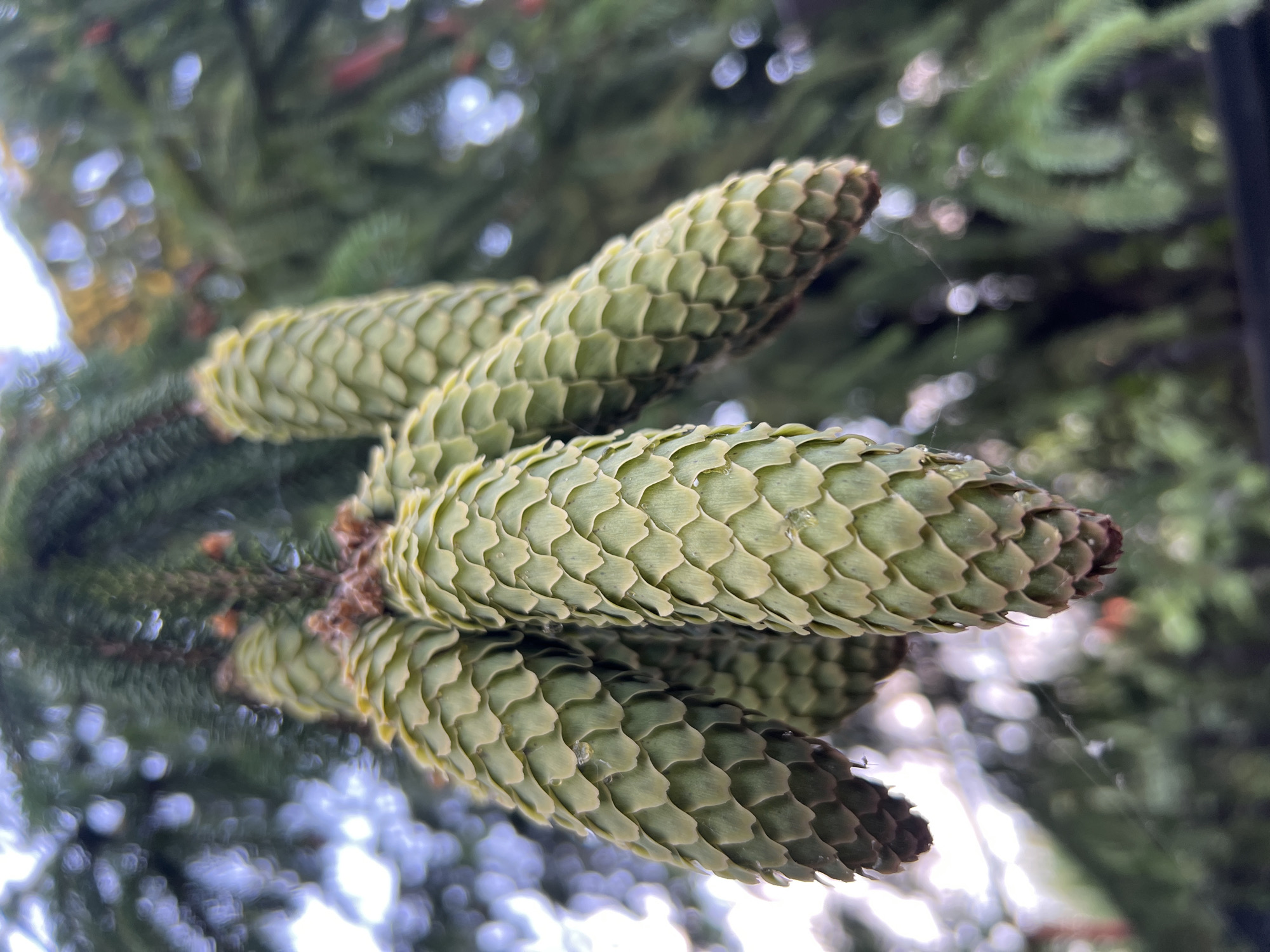 A close-up shot showcases a cluster of five young, green pinecones hanging from a pine tree branch. The pinecones are elongated and covered in tightly packed, scale-like structures, with a slightly waxy sheen. Tiny droplets of water or sap are visible on the scales of some of the cones. The background is a soft blur of green pine needles and out-of-focus lights, suggesting an outdoor, natural setting. The overall impression is one of nature's intricate details captured in a moment of stillness. The image does not depict any people, actions, or interactions, nor does it provide information about the location in the city of Fontanka, Ukraine.