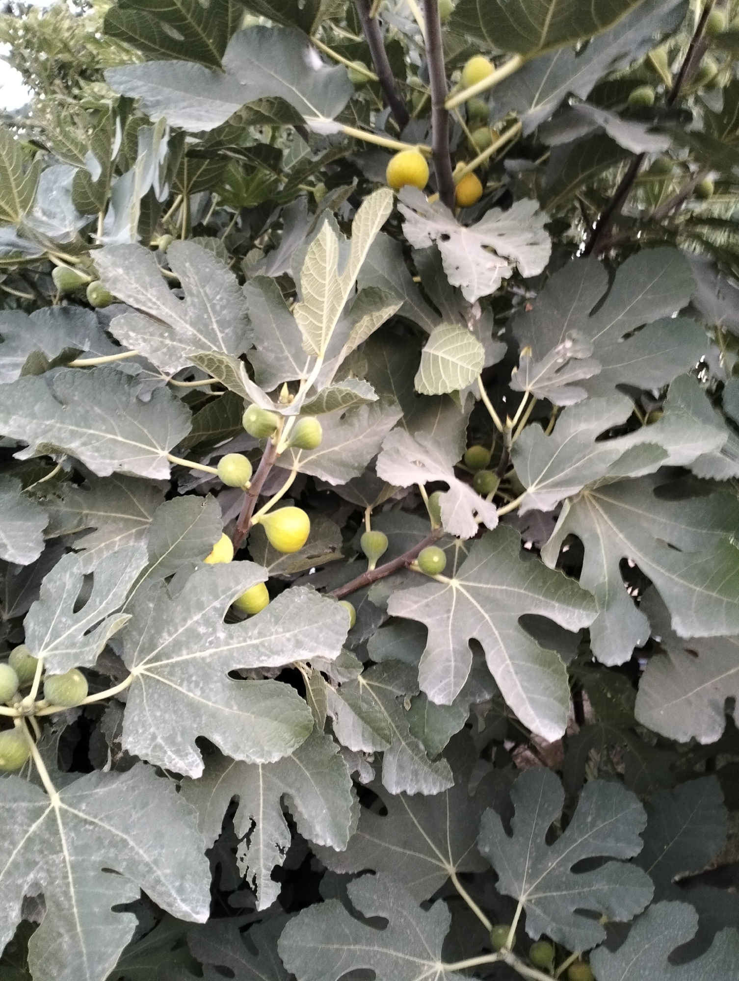 This is a close-up, vertical shot of a fig tree in Aktam, Uzbekistan. The image is dominated by the large, lobed leaves of the fig tree, which are a muted green color and appear to have a dusty or powdery coating. Several green and yellow figs are visible among the leaves, some appearing to be unripe and others closer to ripeness. The branches of the tree are thin and dark. The background is filled with more foliage, suggesting a dense canopy. The lighting appears to be natural, possibly overcast or dappled sunlight, creating a subdued overall tone. There are no people or animals present in the frame. The environment appears to be outdoors, likely a garden or orchard given the presence of fruit-bearing trees.