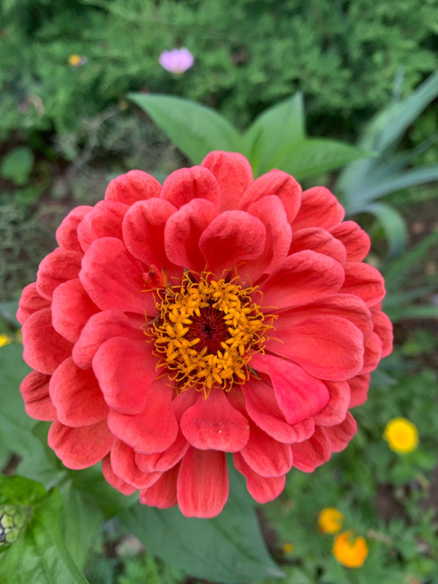 A close-up, top-down view of a vibrant coral-colored zinnia flower dominates the frame, its numerous layered petals unfurling outwards. The center of the flower reveals a cluster of bright yellow stamens, creating a stark contrast against the darker, reddish-brown center. The flower is surrounded by blurred green foliage, suggesting a garden setting. In the background, out of focus, are glimpses of other small flowers: one pale pink, and several small yellow and orange blossoms scattered amongst the greenery. The lighting is natural and appears to be daytime, with soft shadows indicating diffused sunlight. The overall impression is one of a flourishing garden in Lviv, Ukraine, likely during the warmer months.