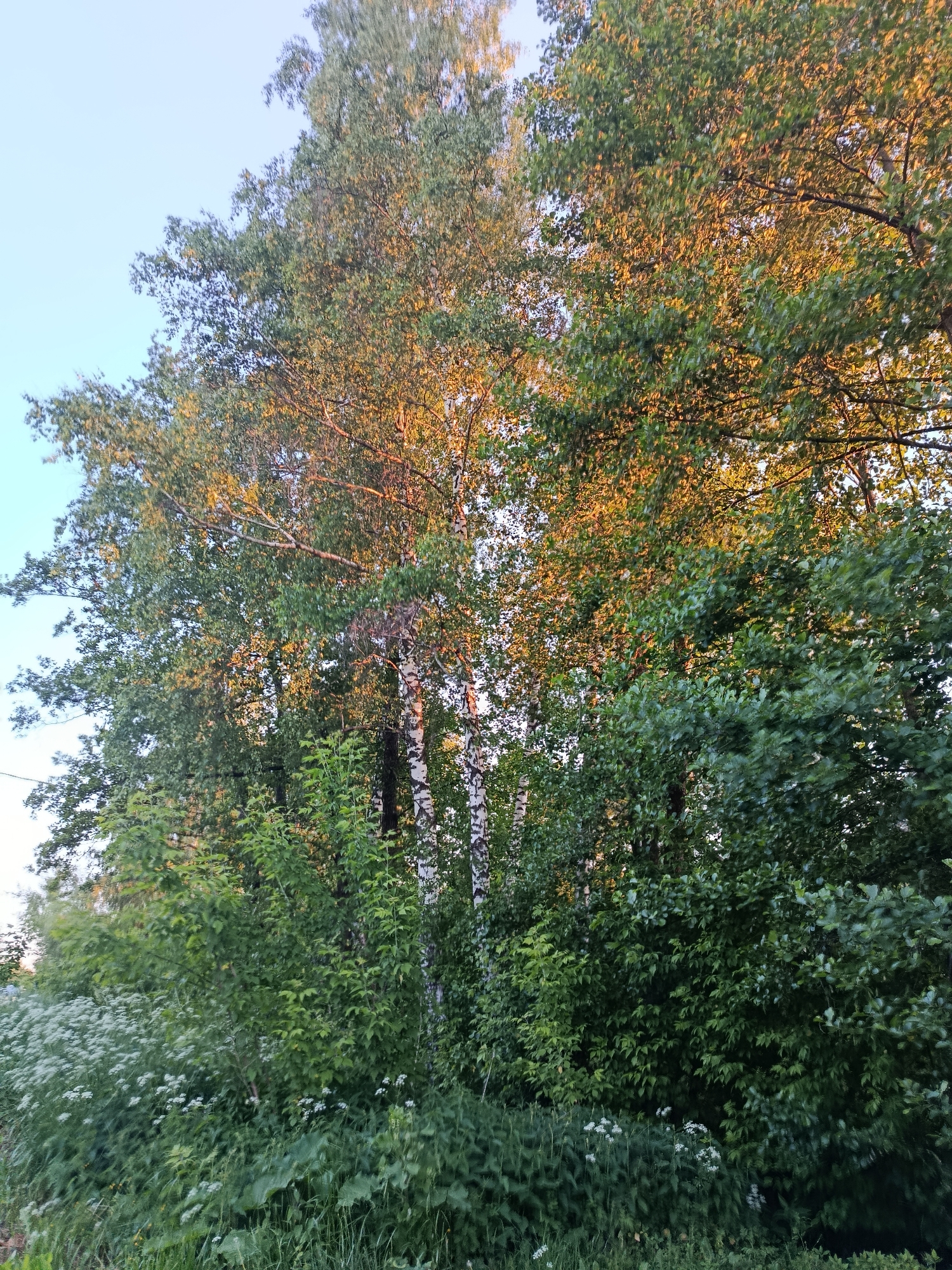 The image displays a natural outdoor scene in Vereya, Russia, dominated by dense deciduous foliage under a light blue sky. The upper left quadrant of the frame shows a clear, pale blue sky. The majority of the image is occupied by trees and lush vegetation. The upper and central portions of the tree canopies exhibit green leaves, many of which are illuminated by a warm, golden sunlight, indicating direct solar exposure from an angle consistent with early morning or late afternoon.
In the center-right, at least two birch trees are clearly visible due to their distinctive white bark with dark, horizontal markings. The trunks extend vertically amidst the surrounding green leaves. Below the main treeline, the lower half of the image features a thick undergrowth composed of various green bushes, shrubs, and ground plants. Interspersed within this verdant ground cover, particularly in the lower-left and central areas, are numerous small white flowering plants. No human figures, animals, or discernible man-made structures are present within the depicted scene.