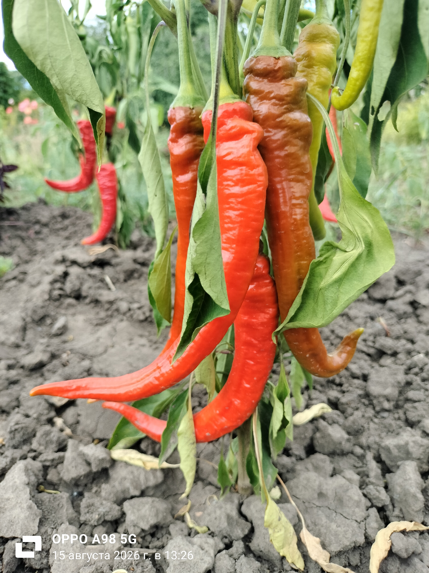 In Lykhove, Ukraine, a cluster of chili peppers hangs from a plant in a garden. The peppers are in various stages of ripeness, with some a vibrant red, others a reddish-brown, and a few still green. The plants are growing in dark, loamy soil, with dry leaves scattered on the ground. The background shows a blurred field and greenery. The image is an eye-level, medium shot focusing on the chili peppers.