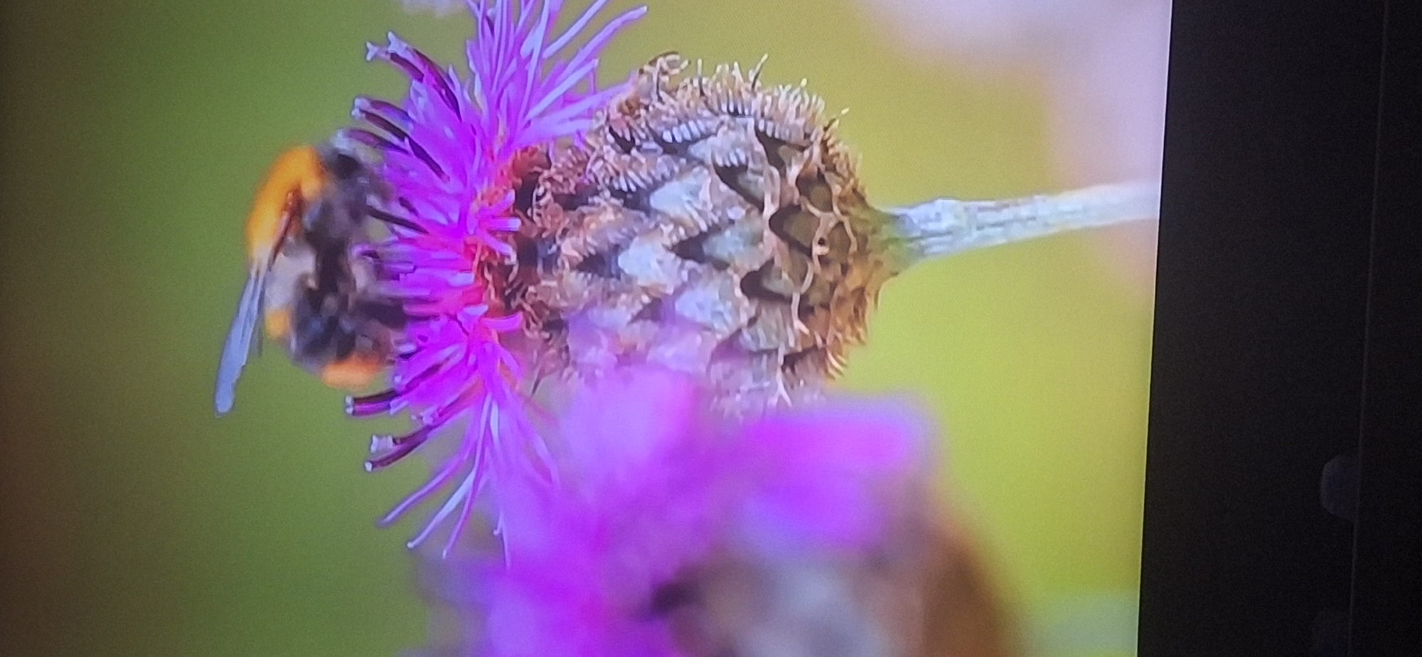 The image shows a close-up of a bumblebee on a thistle flower. The bumblebee is fuzzy and has black and orange markings. The thistle flower is purple and spiky. The background is a soft green, suggesting an outdoor setting. There is no indication of the city of Bila Tserkva, Ukraine, or any other specific location. The image is a still photograph.
