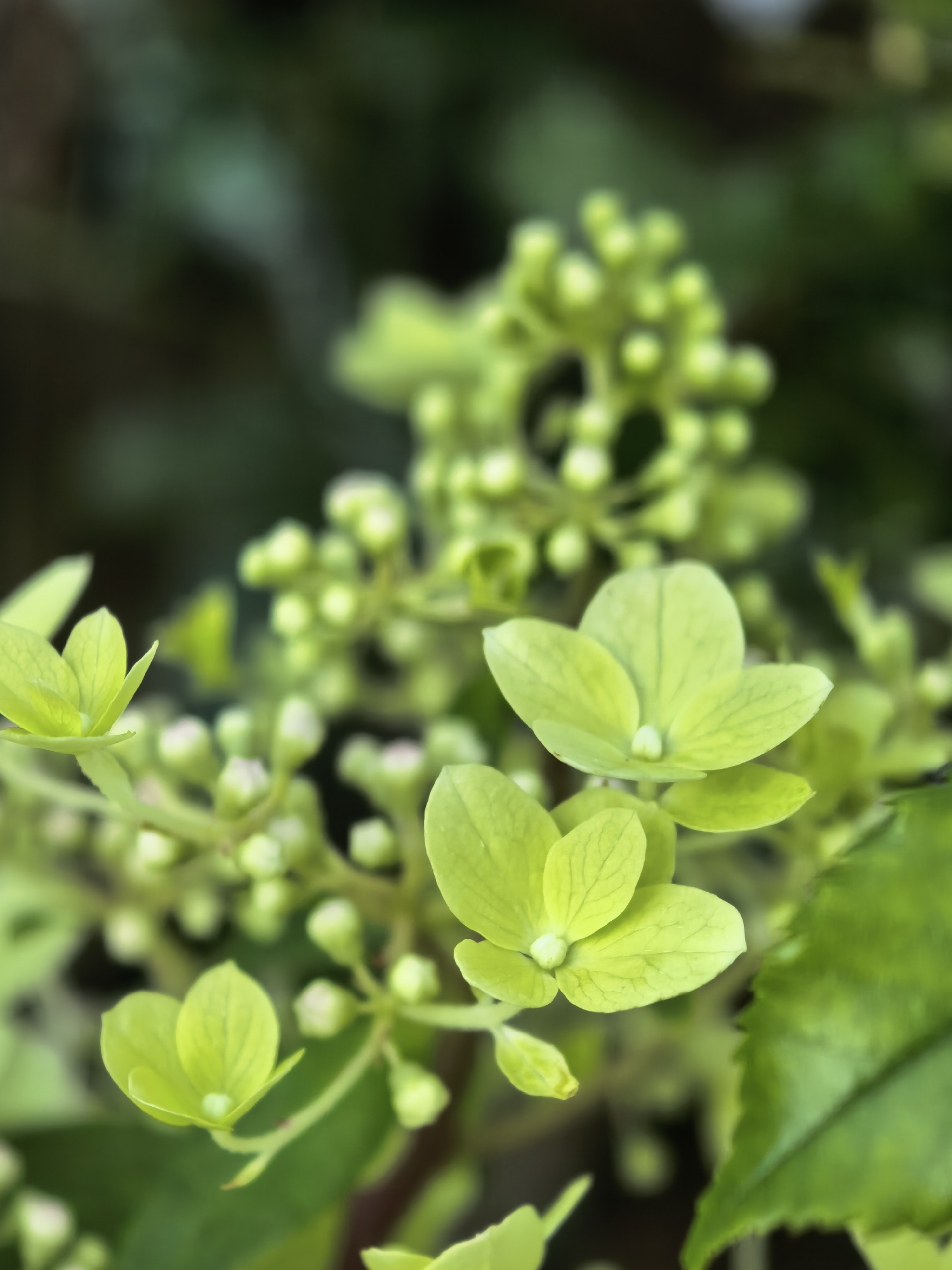 A close-up, vertical, eye-level shot features a cluster of bright green hydrangea flowers and buds against a dark, blurred background. The foreground is dominated by several hydrangea florets, each with delicate, pointed petals radiating from a central point. Some of the florets are fully open, revealing a tiny white or pale green center, while others are still developing, appearing as tight buds. The petals are translucent and have visible veins. The lighting highlights the vibrant green of the flowers, creating a soft, natural glow. The background consists of dark, out-of-focus foliage, suggesting a garden setting. There are no people or animals present in the image, and no discernible man-made structures. The overall impression is one of natural beauty and growth.