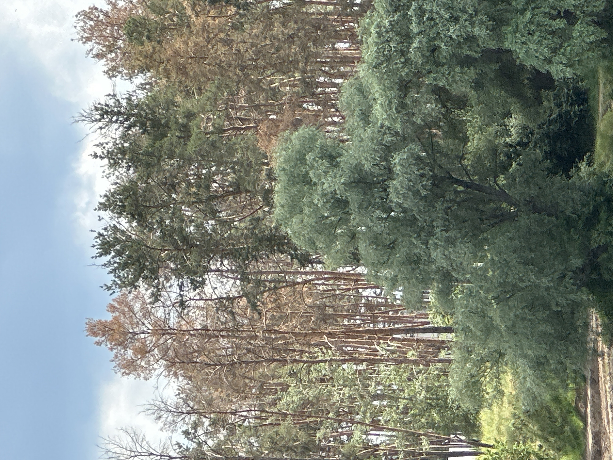 The image shows a dense forest with a mix of evergreen and deciduous trees. Some of the deciduous trees appear to be dead or dying, with brown and bare branches. In the foreground, there are several large, leafy green trees. The sky is partly cloudy, with a pale blue hue. The ground is covered in grass and some dirt paths. There are no people or animals visible in the image. The scene appears to be in a natural, undeveloped area.