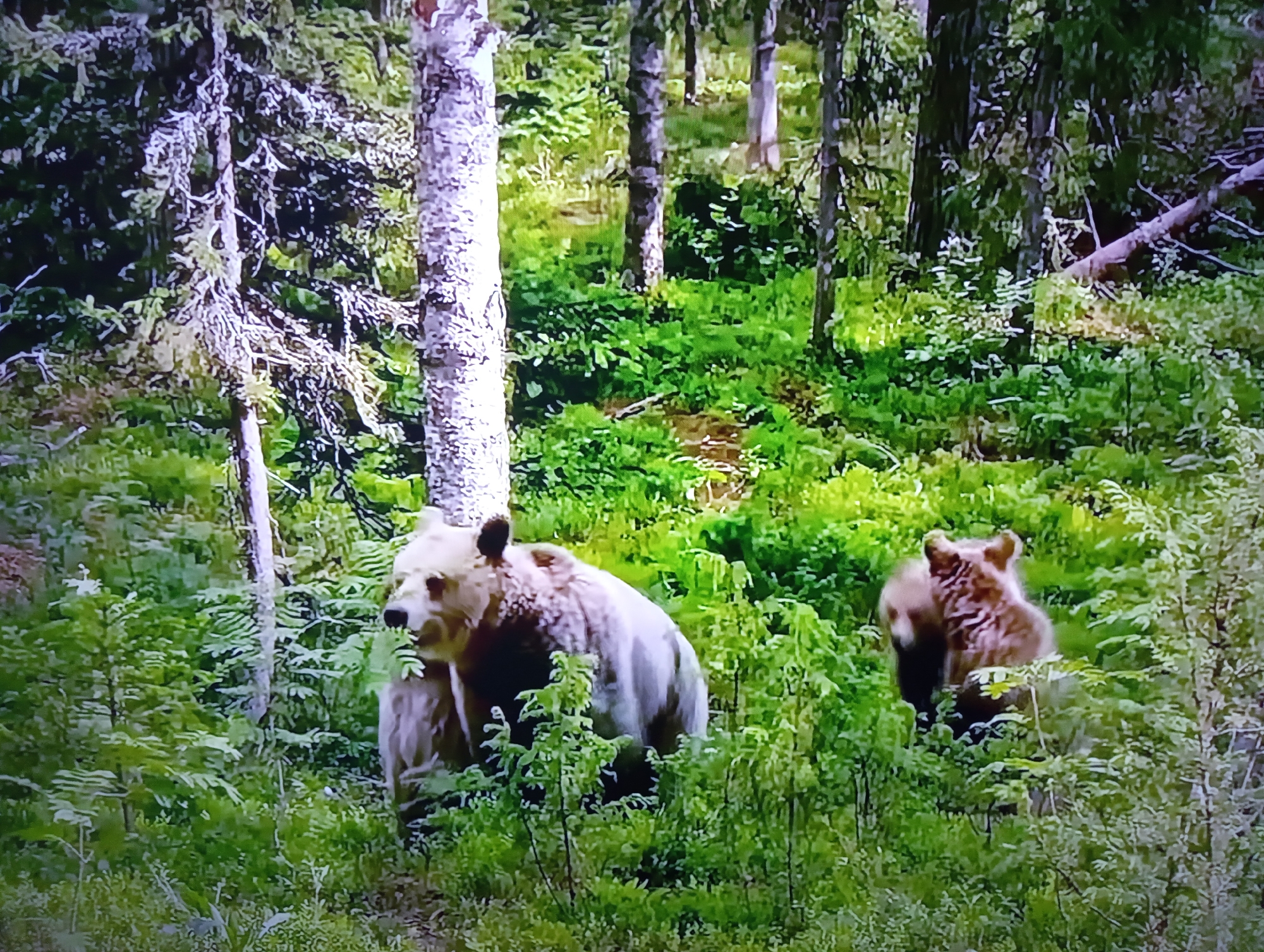 This image shows two brown bears in a lush, green forest. The bear on the left is larger and facing the camera, with its head slightly turned and appearing to be eating. The bear on the right is smaller, facing away from the camera, and is partially obscured by foliage. The forest floor is covered in dense green undergrowth and ferns. Sunlight filters through the trees, creating dappled light and shadow. The scene is set in a natural, wooded environment. This image does not depict the city of Dnipro, Ukraine.