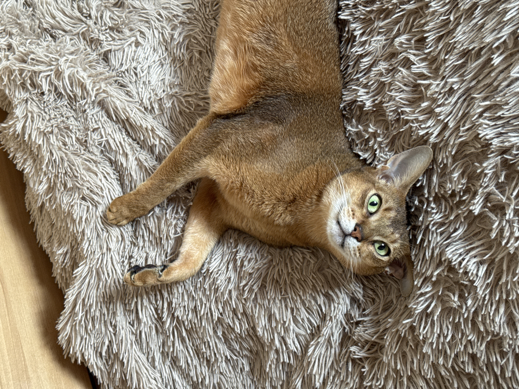 A domestic cat lies comfortably on a fluffy, shaggy light brown blanket or rug. The cat, with short, reddish-brown and golden fur, is positioned on its back or side, looking directly towards the viewer with its head slightly tilted. Its large, striking green eyes are wide open, conveying alertness and perhaps a hint of curiosity. One of its front paws, with visible dark paw pads, is casually extended. The blanket provides a soft, textured surface, contrasting with a sliver of light-colored wooden flooring visible in the bottom left corner of the frame. The lighting suggests daytime, likely indoors, creating a warm and relaxed atmosphere. The cat appears content and at ease in its surroundings. No text is visible in the image. The location context is Chaikovsky, Russia.