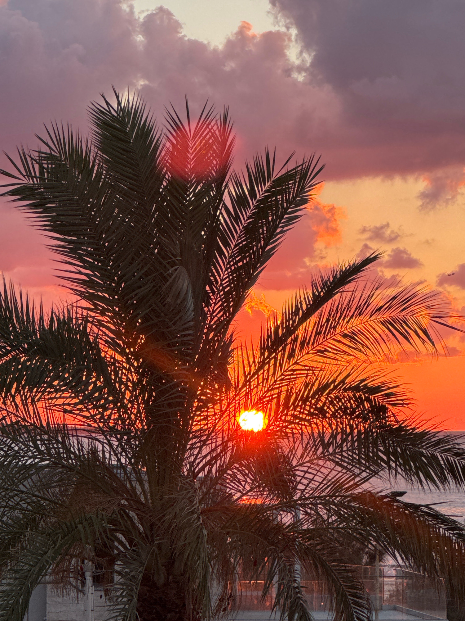 The image shows a sunset viewed through the fronds of a palm tree. The sky is a vibrant gradient of pink, orange, and purple, with some clouds tinged with the sunset's colors. The sun, a bright orb of light, is partially obscured by the palm leaves, casting a warm glow and lens flare onto the scene. The palm tree is dark and silhouetted against the bright sky. In the background, a body of water, presumably the sea, is visible, reflecting the sunset. A faint structure, possibly a building, is visible behind the palm tree, suggesting an urban or coastal setting. The general atmosphere is one of a tropical or Mediterranean evening. This scene is consistent with a sunset view from the coastal town of Isola delle Femmine, Italy, a location known for its picturesque sunsets over the Tyrrhenian Sea.