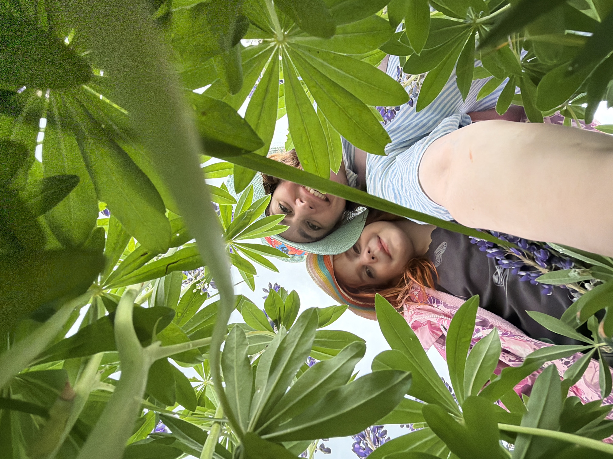 The image is a low-angle, wide-shot selfie taken outdoors, likely in a field or garden. Two individuals, a child and an adult woman, are partially visible, looking up at the camera from beneath a canopy of green leaves and purple lupine flowers. The child, positioned to the left, has reddish hair and wears a colorful straw hat. The adult woman, to the right, wears a light blue and white striped shirt and a light green hat. Both are smiling. The environment is characterized by lush green foliage and blooming purple flowers, suggesting a natural, possibly rural setting. The sky is visible in the background, appearing bright and slightly overcast. The location is identified as Panteleevka, Russia.