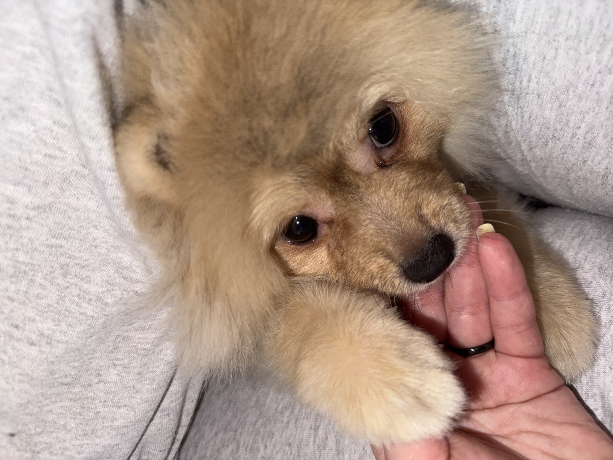 A tan-colored Pomeranian puppy rests its paw on a person's hand. The puppy has dark eyes, a black nose, and tan fur. The person is wearing a black ring on their finger. They appear to be wearing a grey sweatshirt. Location information is not available.