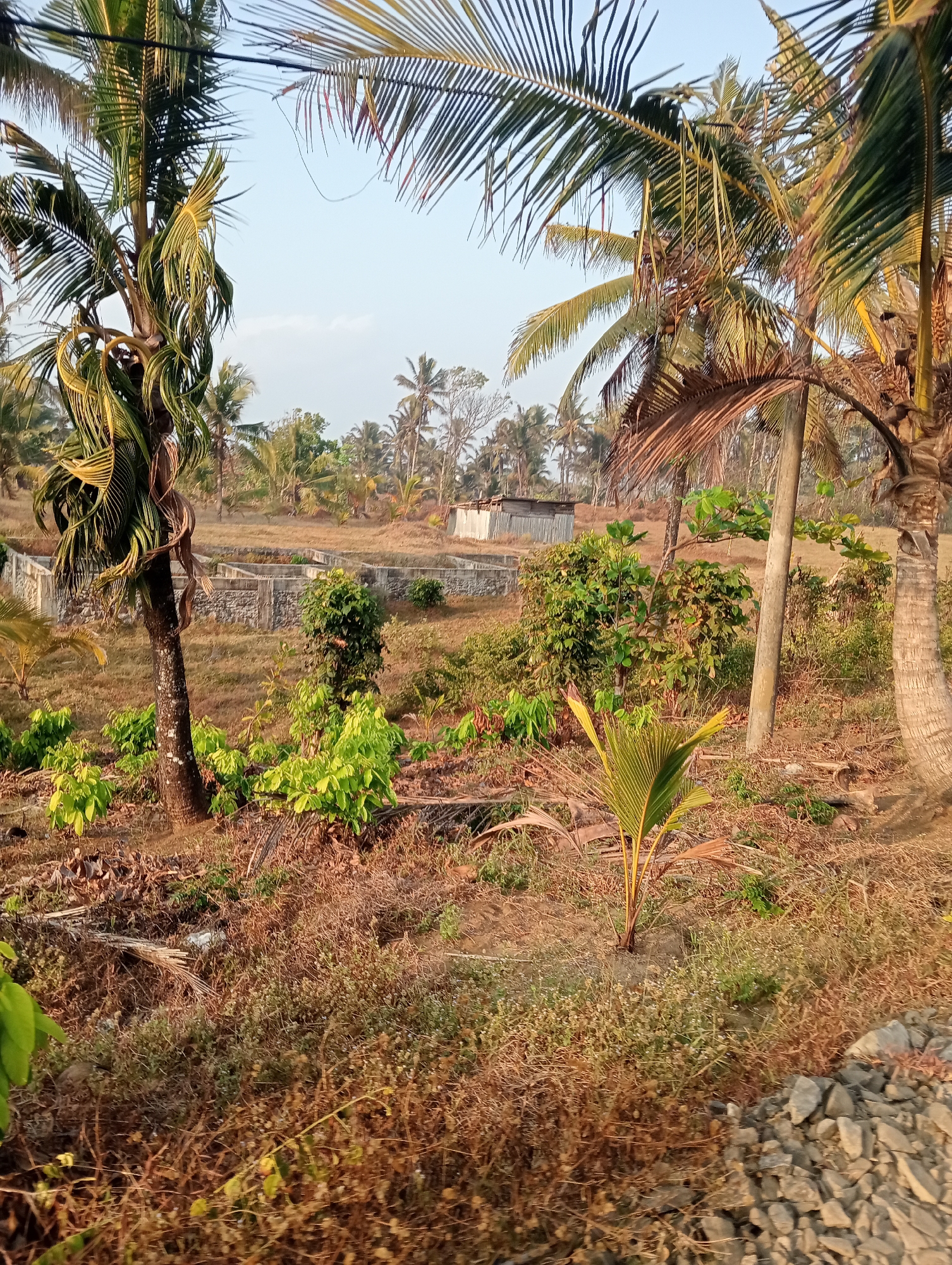 The image depicts a tropical landscape with numerous coconut palm trees. In the mid-ground, an unfinished concrete structure, possibly a foundation or low wall, is visible. The ground is covered in dry grass and some scattered debris, including palm fronds. Several smaller green plants and saplings are also present. A corrugated metal building is situated further in the background. The scene appears to be an outdoor rural or semi-rural environment, possibly in Wanasalam, Indonesia, given the prevalence of coconut palms and the general appearance of the vegetation and landscape. The lighting suggests it is daytime.