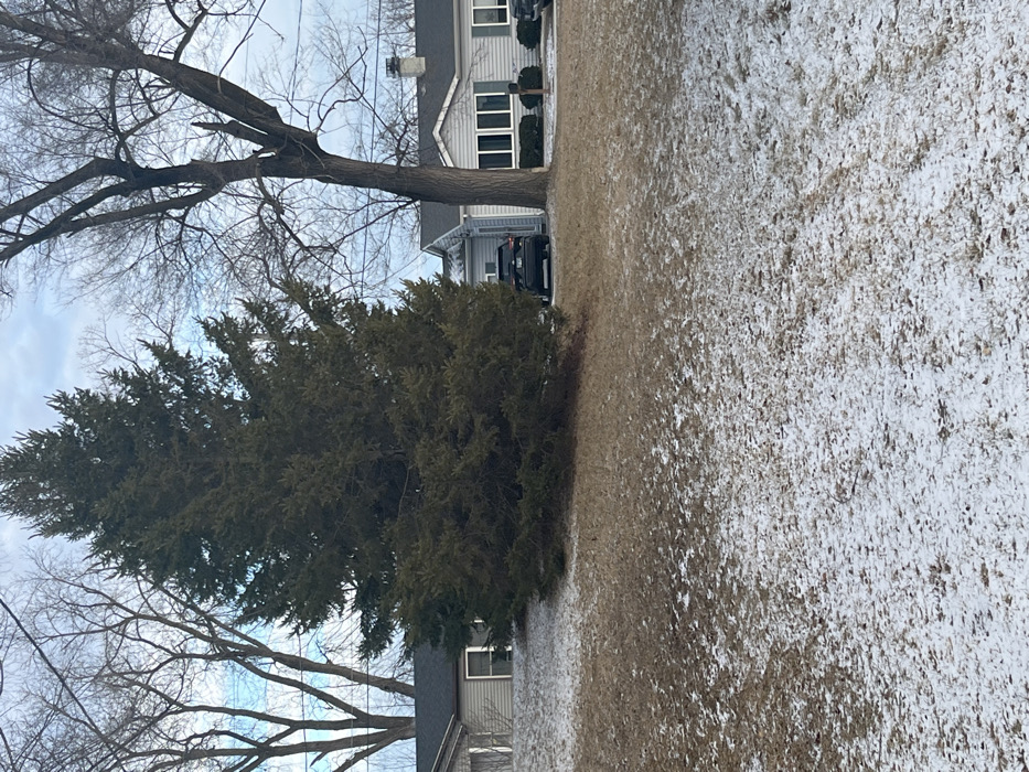 A residential scene in winter. A house with gray siding is partially visible, with a vehicle parked nearby. A large evergreen tree stands prominently in the yard, with bare deciduous trees framing the sky. The ground is covered in a mix of brown grass and melting snow. The sky is overcast.