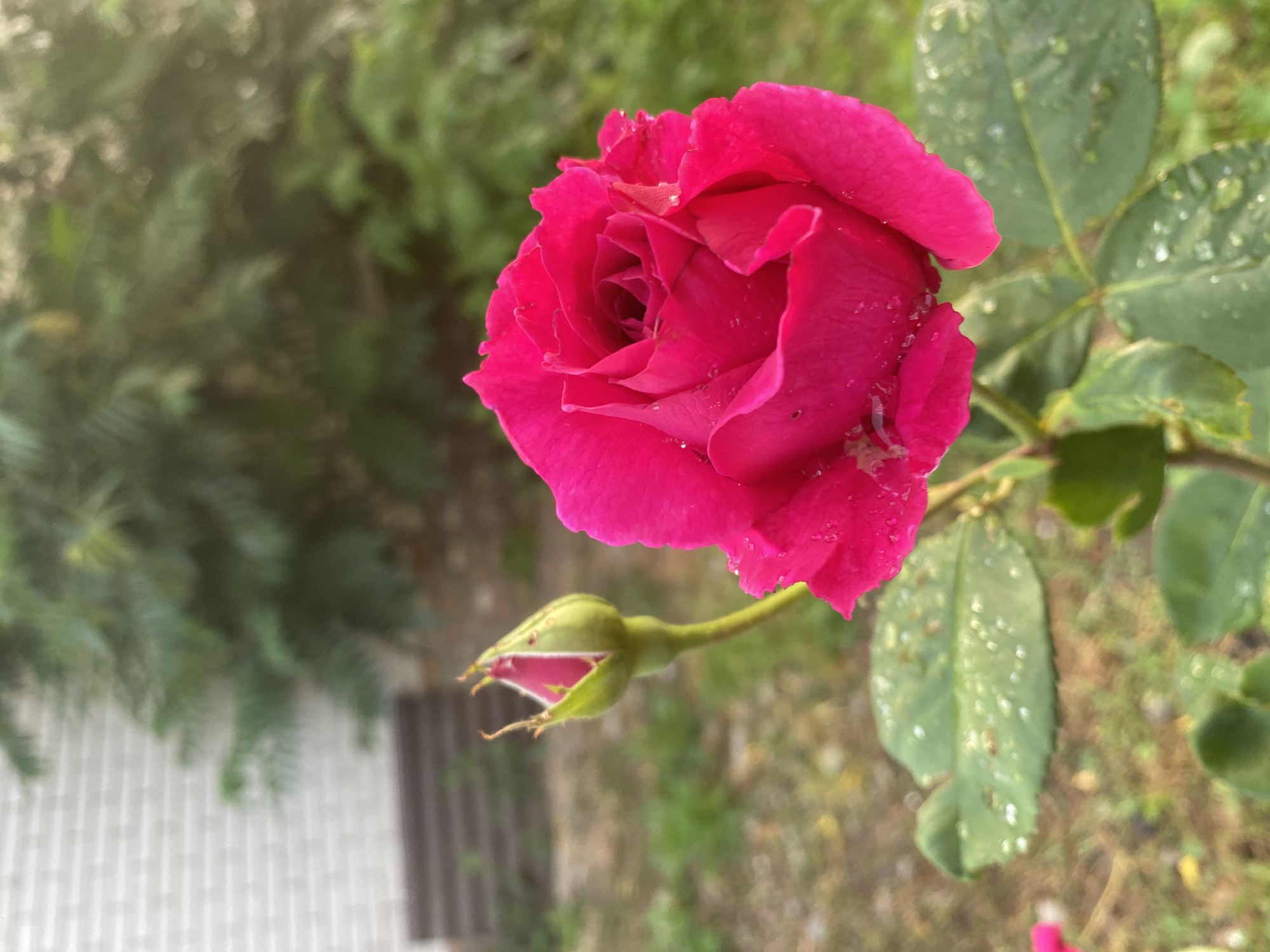 The image shows a close-up, vertical view of a vibrant pink rose in bloom, with a rosebud developing beside it. The rose petals are unfurling, revealing layers of delicate texture and small water droplets that glisten on their surface. The rosebud, a lighter shade of green with hints of pink peeking through its tightly closed petals, extends from a slender stem.
The background is softly blurred, suggesting an outdoor setting. Green foliage, likely from other plants or bushes, forms a natural backdrop. In the lower left portion of the image, a white brick wall with vertical gray accents is partially visible, indicating a man-made structure in the vicinity. The ground beneath appears to be covered in brown soil and fallen leaves.
The presence of water droplets on the rose and leaves suggests recent rain or dew, hinting at either an early morning or a post-rain environment. The lighting is soft, casting a gentle glow on the flower, but it is difficult to determine the exact time of day. The overall mood conveyed is one of natural beauty and tranquility, with the focus on the delicate details of the rose and its developing bud. No people or visible text are present in the image.