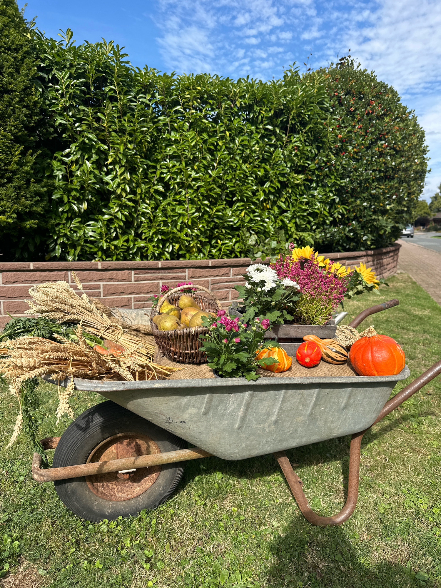 In Samtgemeinde Thedinghausen, Germany, a weathered metal wheelbarrow is parked on a grassy lawn in front of a neatly trimmed green hedge and a brick wall. The wheelbarrow is filled with a festive autumn display. Piled on one side are bundles of wheat stalks and a bunch of carrots, suggesting a harvest theme. In the center, a woven basket overflows with ripe green pears. To the right, small decorative pumpkins and gourds are arranged, including a vibrant orange pumpkin prominently featured. Further back, potted plants with bright yellow sunflowers, white chrysanthemums, and small pink flowers add a touch of color. The scene is bathed in sunlight under a clear blue sky with scattered white clouds. The background shows a paved road and a few distant trees, indicating a suburban or rural setting.