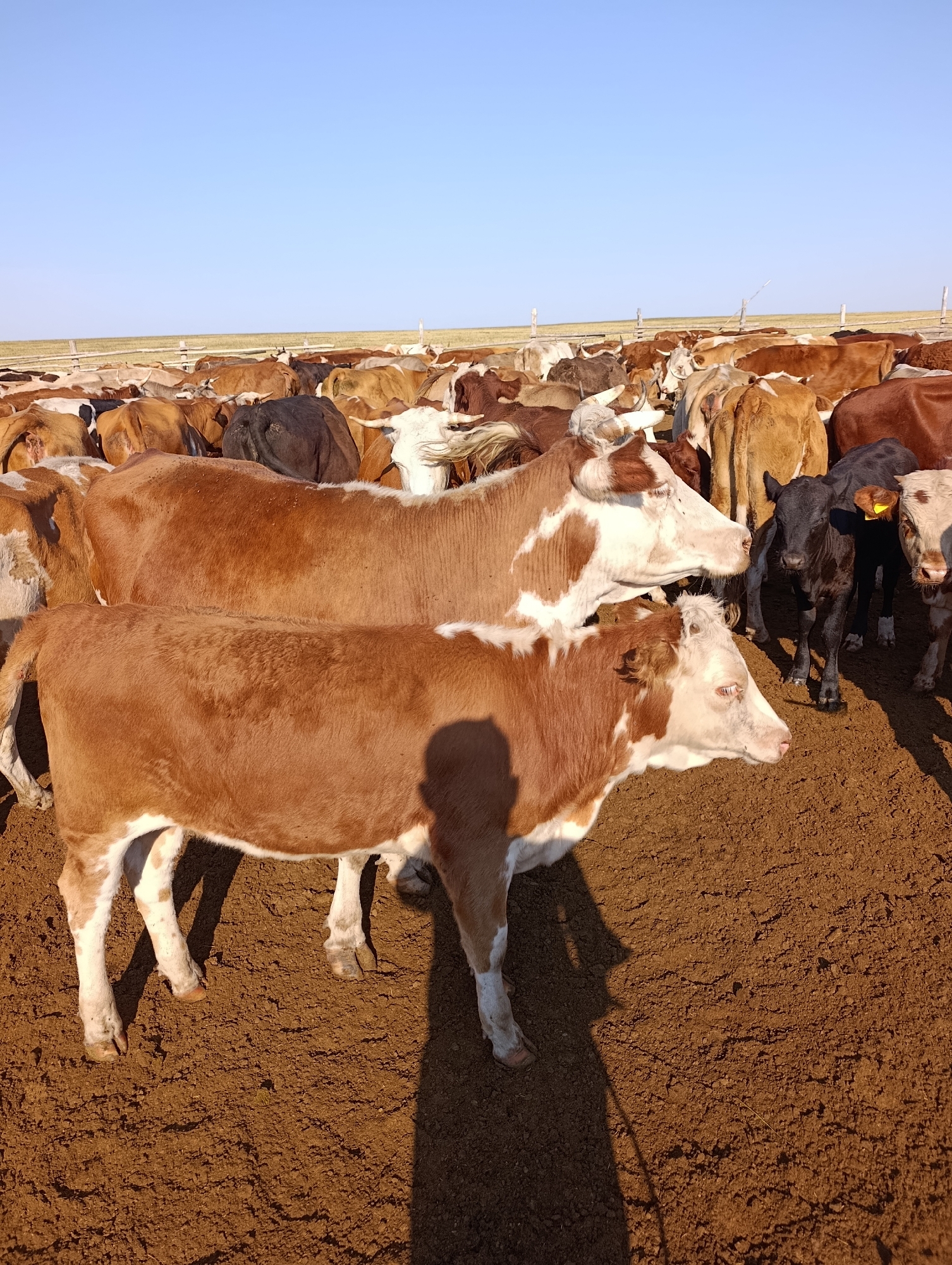 In a rural outdoor enclosure within Бесқарағай ауылдық округі, Kazakhstan, a herd of cattle are gathered on dry, brown soil under a clear blue sky. The primary focus is on two calves in the foreground, one larger and one smaller, both predominantly brown with white markings on their legs and underbellies. The larger calf is positioned behind and slightly to the left of the smaller one, both facing to the right of the frame. Behind them, a large group of adult cattle are visible, a mix of brown, white, and black individuals, with some showing distinct white patches on their faces and bodies. The environment appears to be a pen or corral, with a wooden fence visible in the background, beyond which a dry, grassy landscape extends to the horizon. The lighting suggests it is daytime, with distinct shadows cast on the ground by the animals.