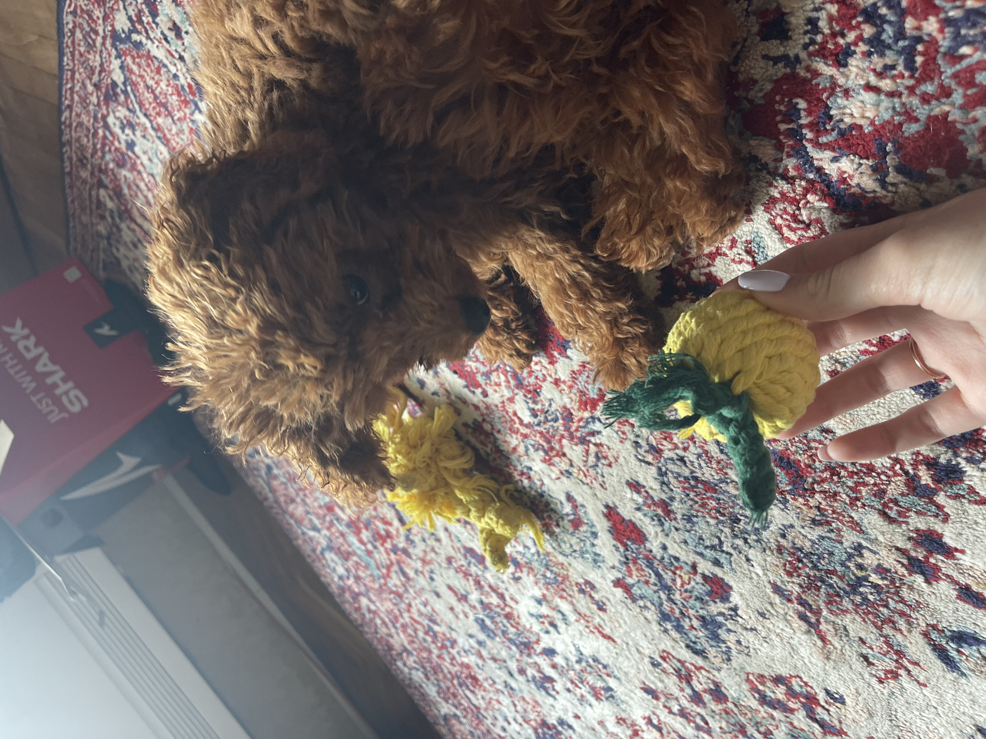 A close-up shot depicts a reddish-brown poodle resting on a rug with a multicolored pattern (red, white, and blue). The poodle is looking at a yellow and green crocheted toy held in a person's hand. A red object with white lettering ("SHARK") is partially visible in the background, along with a white-colored object. The location appears to be indoors, with natural light. The city of Sofia, Bulgaria is not directly inferable from the visual information.