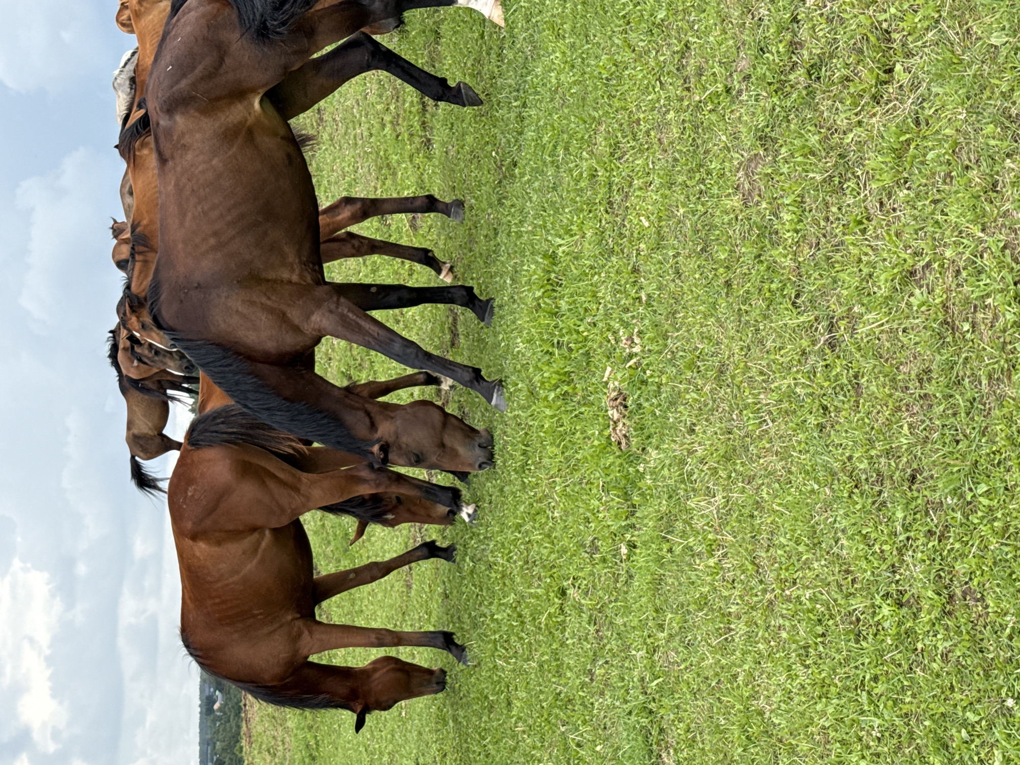 A herd of brown horses grazes in a lush green field under a cloudy sky. In the background, a distant village or town is visible, with trees and buildings dotting the landscape. The horses are of various shades of brown, with some having darker manes and tails. They are spread out across the field, with some grazing close to the ground and others looking up. The overall scene is one of peaceful rural life in Galinė, Lithuania.