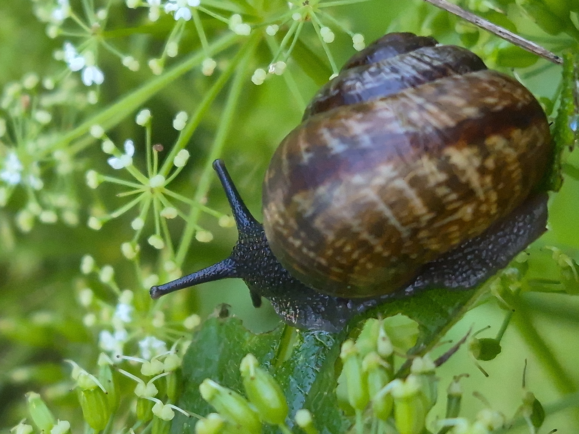 A close-up, eye-level shot captures a snail on a green leaf, surrounded by out-of-focus white wildflowers and lush green foliage. The snail, positioned on the left side of the frame, is dark brown with a ribbed shell that exhibits streaks of lighter brown. Its head, also dark, extends forward with two tentacles pointing upwards. The leaf beneath the snail appears to have been partially eaten. The background is dominated by the soft blur of the surrounding plant life, suggesting a natural, outdoor setting. This scene is located in the city of Sooblase, Estonia, a detail confirmed by the user’s request to incorporate this location.