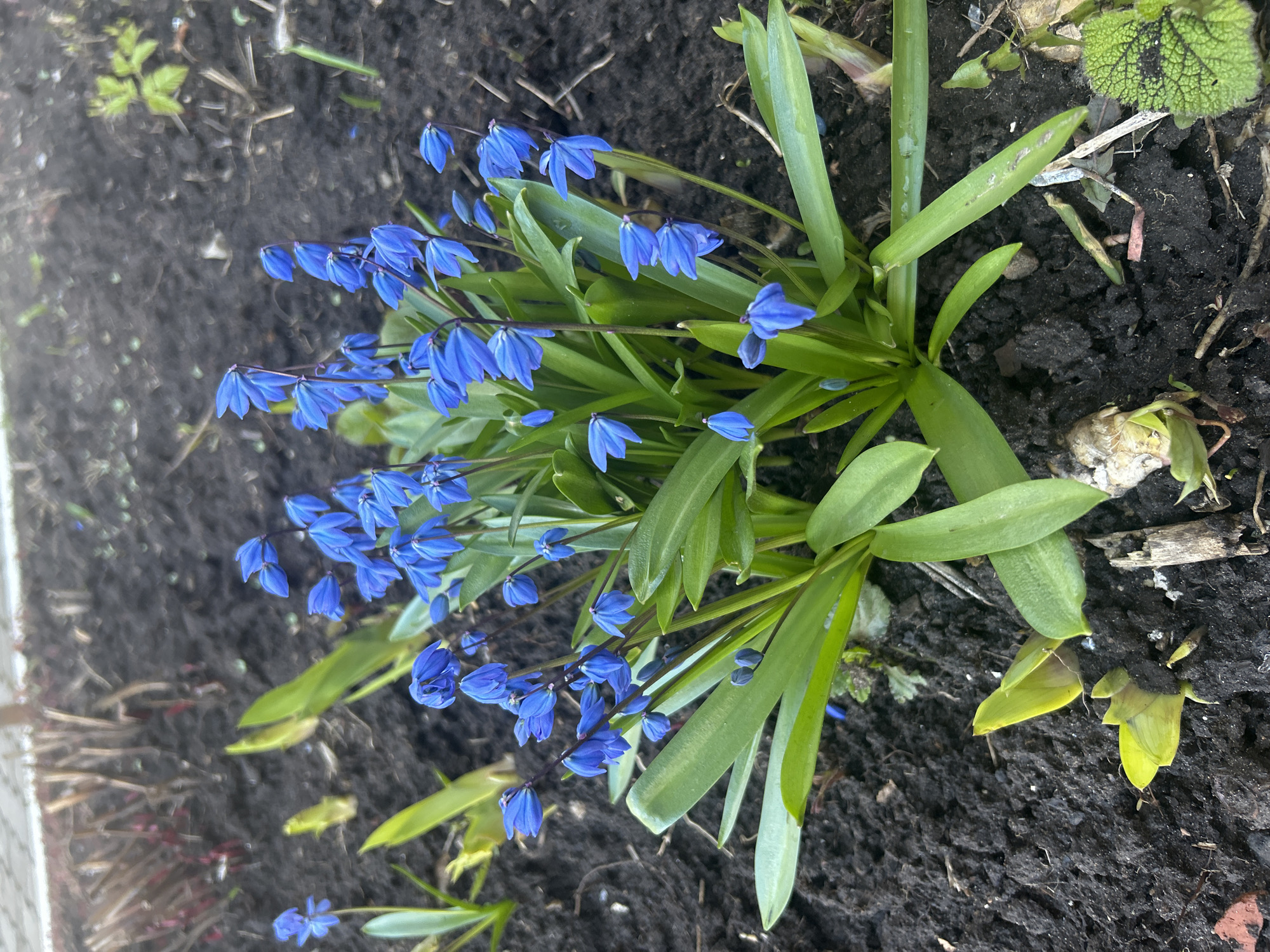 The image captures a vibrant cluster of blue flowers, likely Siberian squill (Scilla siberica), growing in dark, rich soil. The main subject is a densely packed group of small, bell-shaped blue blooms, each with six petals, emerging from a base of numerous long, narrow green leaves. The flowers are arranged along slender stems, with many buds visible, suggesting the plant is in full bloom or approaching it.
The setting appears to be a garden bed or natural ground. The soil is dark brown to black, indicative of fertile earth, with scattered bits of dry plant debris and a few other small green shoots appearing in the background. Natural daylight illuminates the scene, creating soft lighting without harsh shadows. One of the hint crops reveals a bulb-like structure at the base of the plant, characteristic of early spring bloomers. Another crop shows a blurred, light-colored paved edge on the left, suggesting the flowers are growing near a pathway or border.
No specific activity is taking place; the image is a static portrayal of flora. The vivid blue of the flowers against the dark soil evokes a sense of freshness and the arrival of spring, which is common in regions like Izhevsk, Russia. No text is visible in the image.