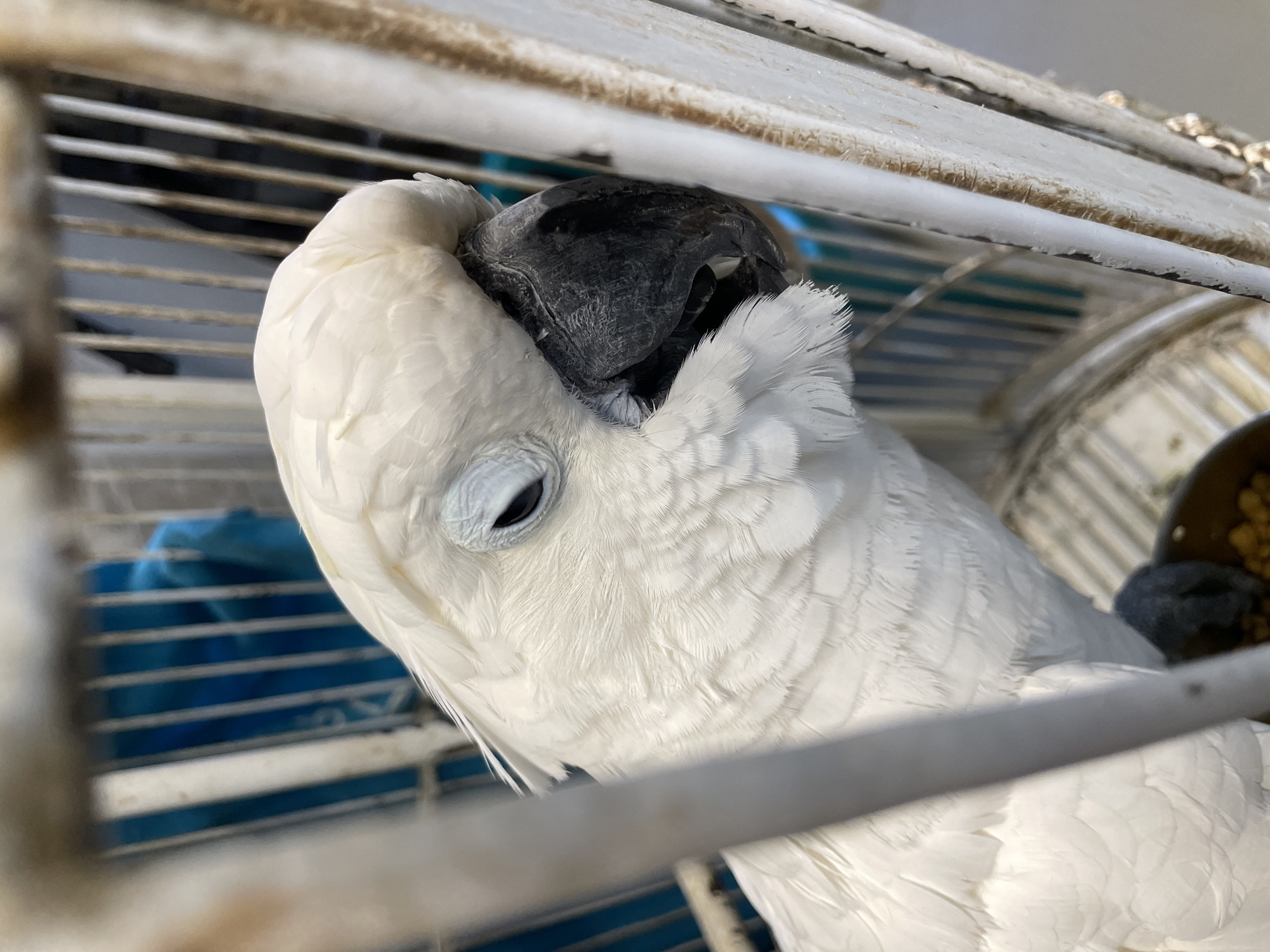 An extreme close-up shot captures a white cockatoo inside a cage. The bird is positioned to the left of the frame, facing slightly right, with its head tilted down. Its white feathers are detailed, showing individual barbules. The bird's eye is partially closed, and its large, black beak is prominent. The cage bars are visible in the foreground, obscuring parts of the bird. The background shows a blurred blue object and more cage bars. The overall lighting is bright, highlighting the white plumage of the cockatoo. The location is Unknown, Unknown.