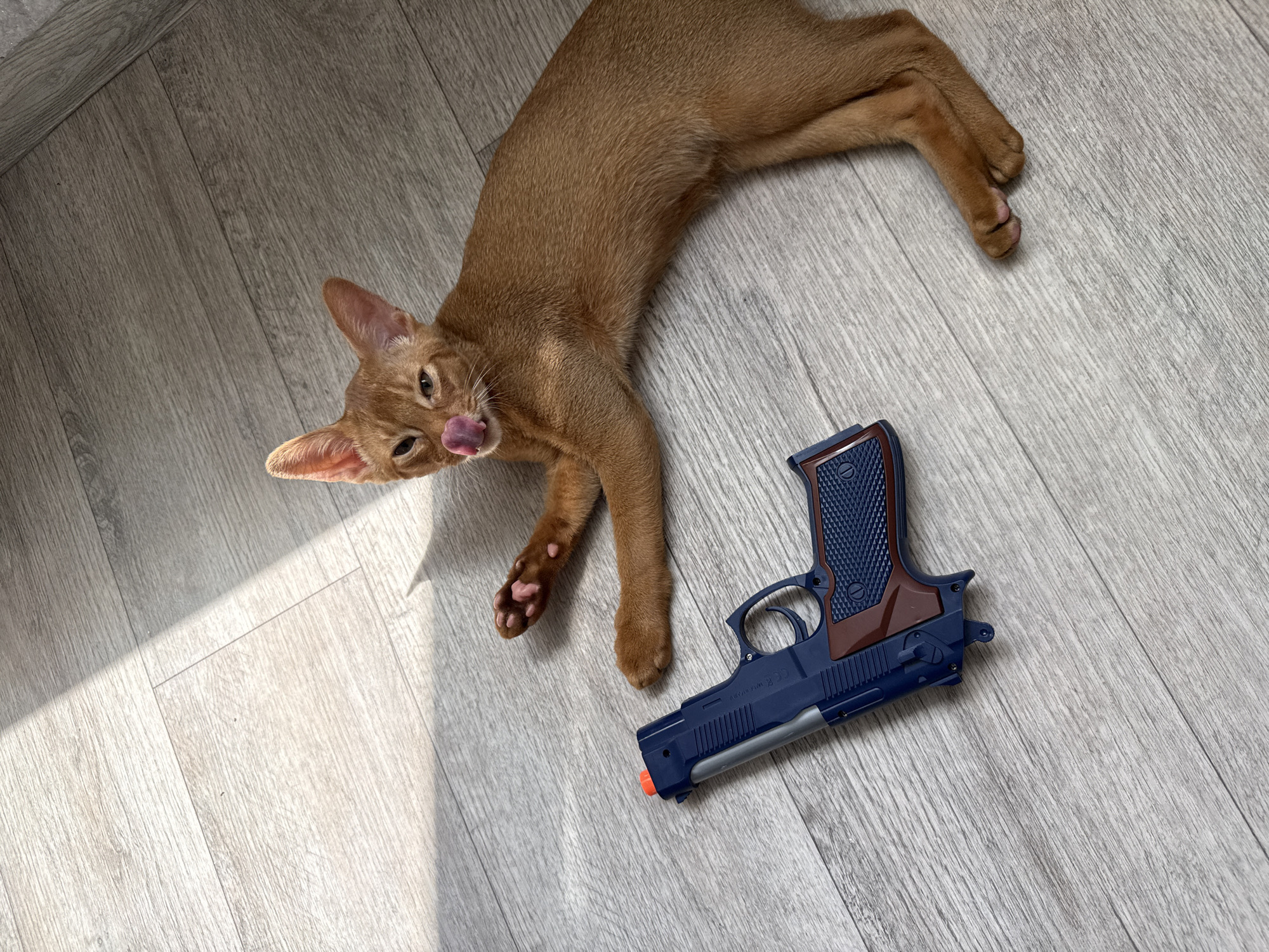 A ginger cat lies on a light grey wooden floor next to a toy pistol. The cat is partially curled up with its head turned towards the camera, its tongue is sticking out. The pistol is dark blue with brown grips and a silver barrel. There are distinct shadows cast across the floor, suggesting bright sunlight. The overall scene is indoors, likely in a home, with the sunlight indicating it is daytime. No text is visible in the image.