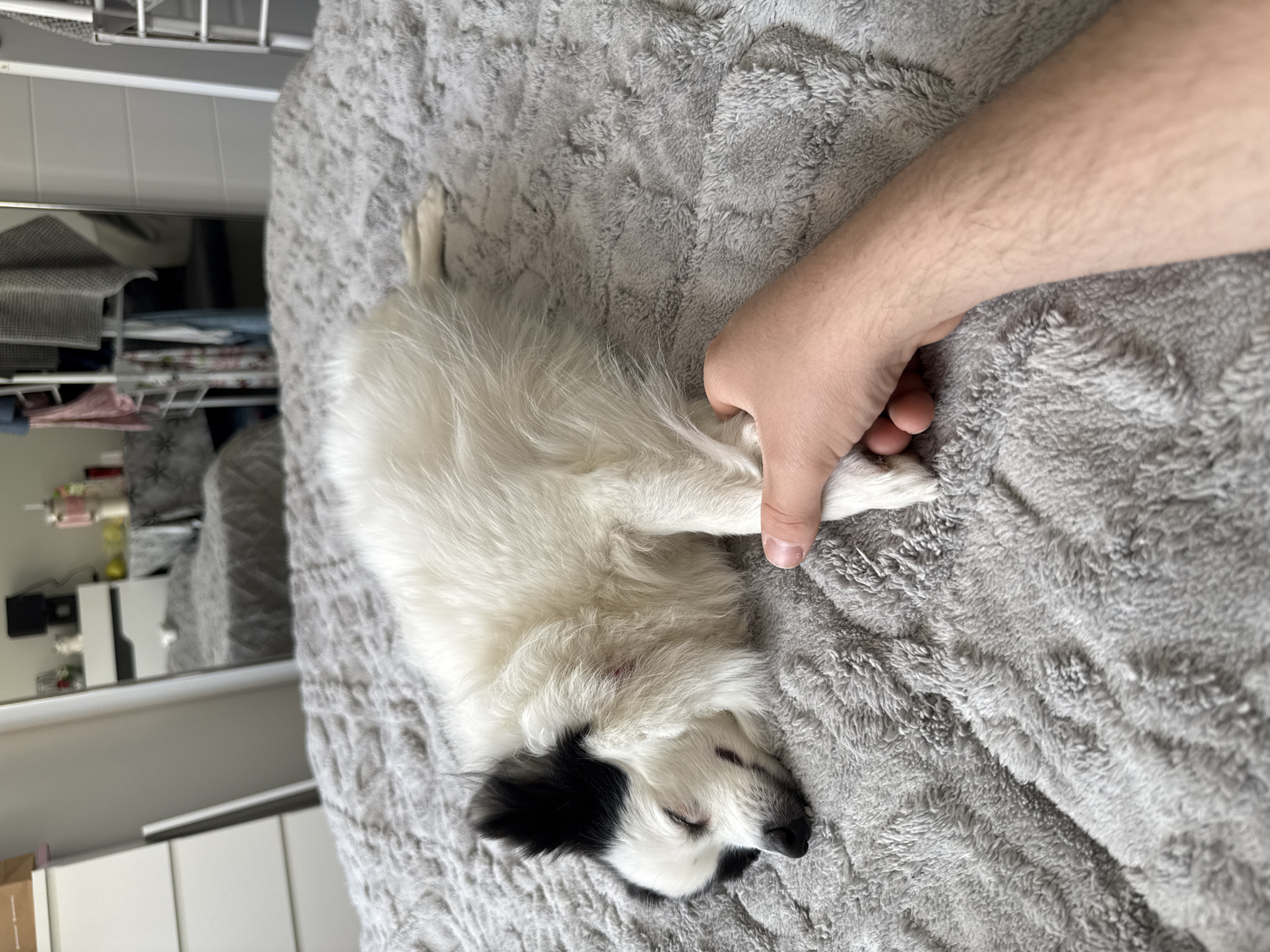 A small, black and white dog is lying on a grey, textured blanket. A human hand is gently holding the dog's leg. The scene is indoors and a partially visible dresser and shelving unit can be seen in the background. There is no clear indication of the city of Stara Zagora, Bulgaria.