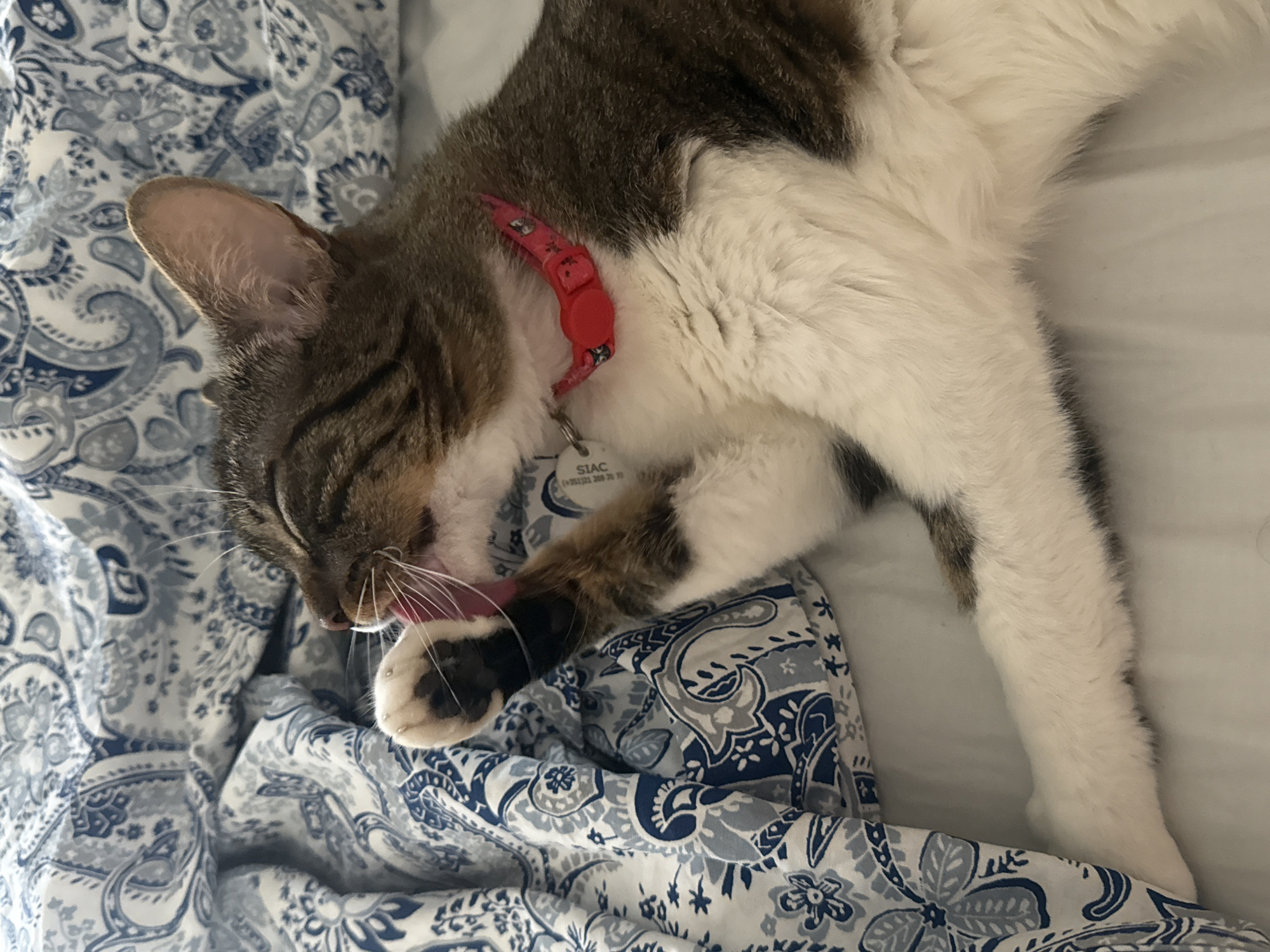 A tabby cat with white fur on its chest and paws lies on a bed with patterned blue and white sheets. The cat is grooming its front paw, with its tongue visible. It is wearing a red collar with a small tag. The background is soft and out of focus, indicating a casual indoor setting, likely a bedroom. There are no people present. This image was captured in Oeiras, Portugal.