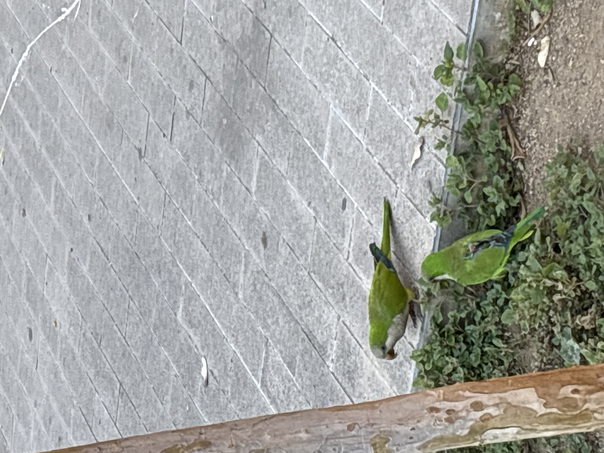 The image displays two green parakeets in what appears to be an urban outdoor environment, likely in Barcelona, Spain. One parakeet is seen upside down, with its head directed downwards towards the grey pavement, suggesting it might be hanging from an unseen perch above the frame. Its green plumage and lighter, possibly greyish, chest are visible. The second parakeet is situated on the ground, nestled amidst green foliage and sparse soil along the edge of the pavement.
The ground surface consists of grey paving stones arranged in a distinct herringbone pattern, extending from the left to the center of the frame. A narrow strip of wild green plants and dirt runs along the right side of the paved area. A blurred, light brown wooden beam or branch extends horizontally across the bottom foreground, partially obscuring the scene. The lighting suggests it is daytime with clear weather. There is no visible text in the image.